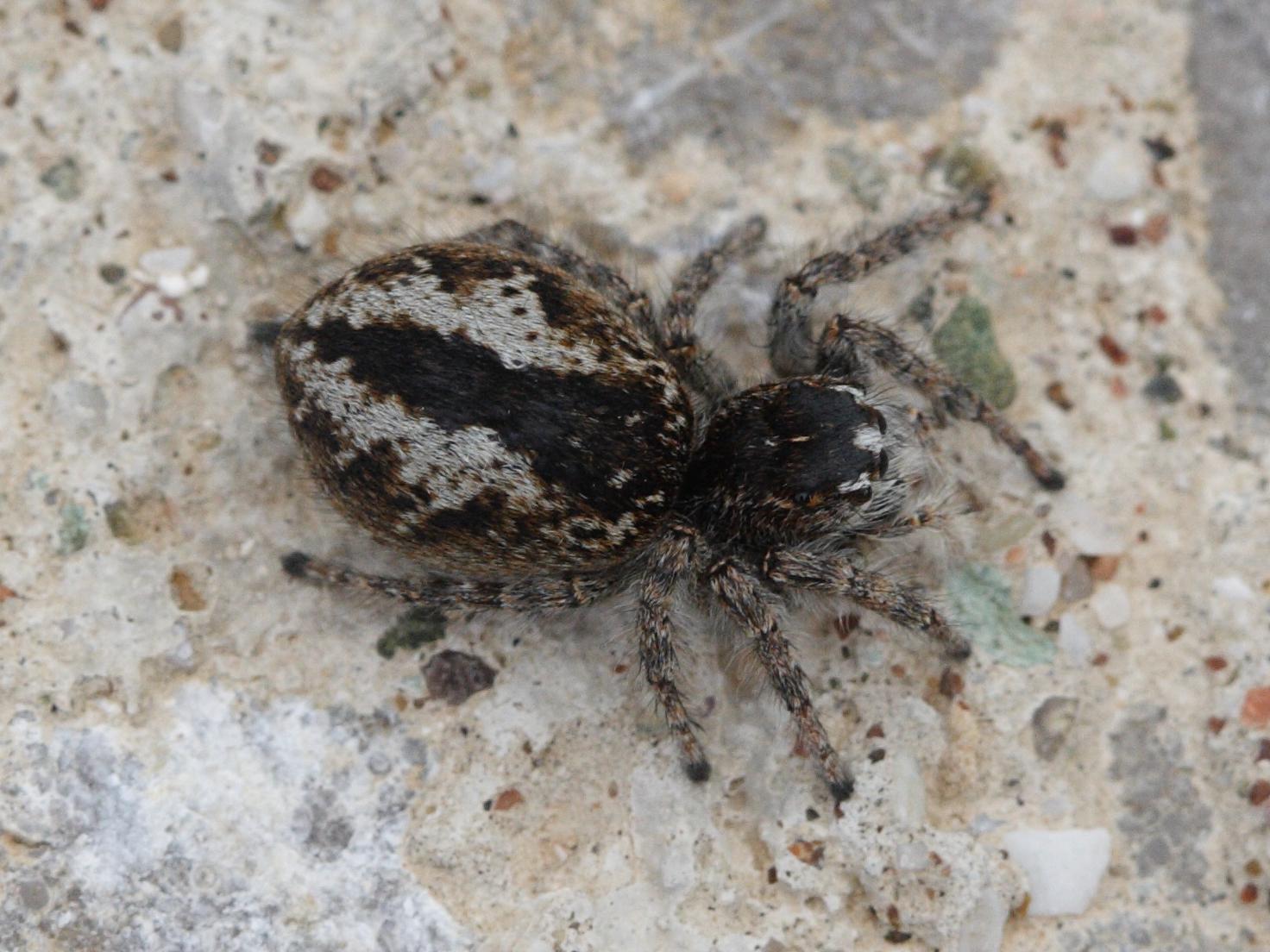 philaeus_chrysops2md