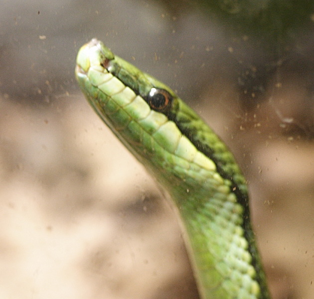 philodryas_baroni1md