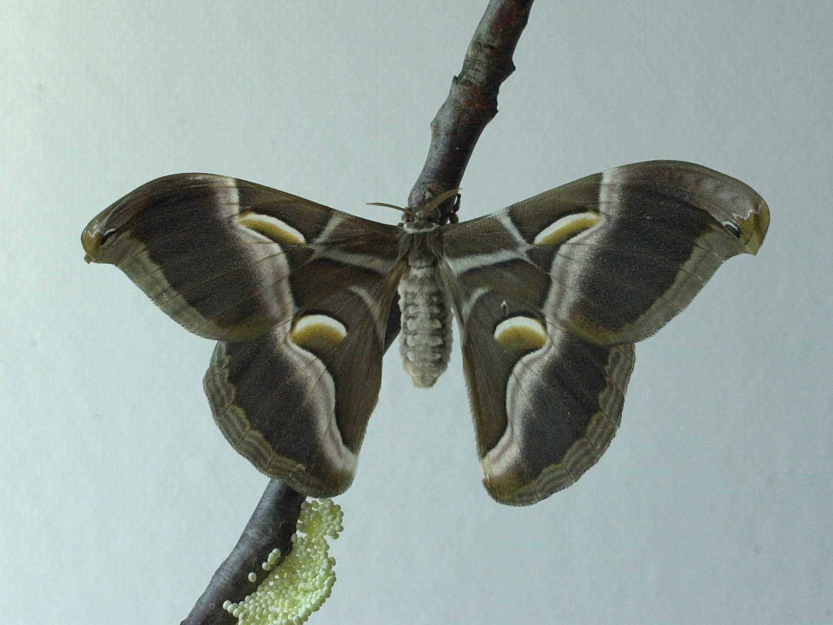 philosamia_ricini1md