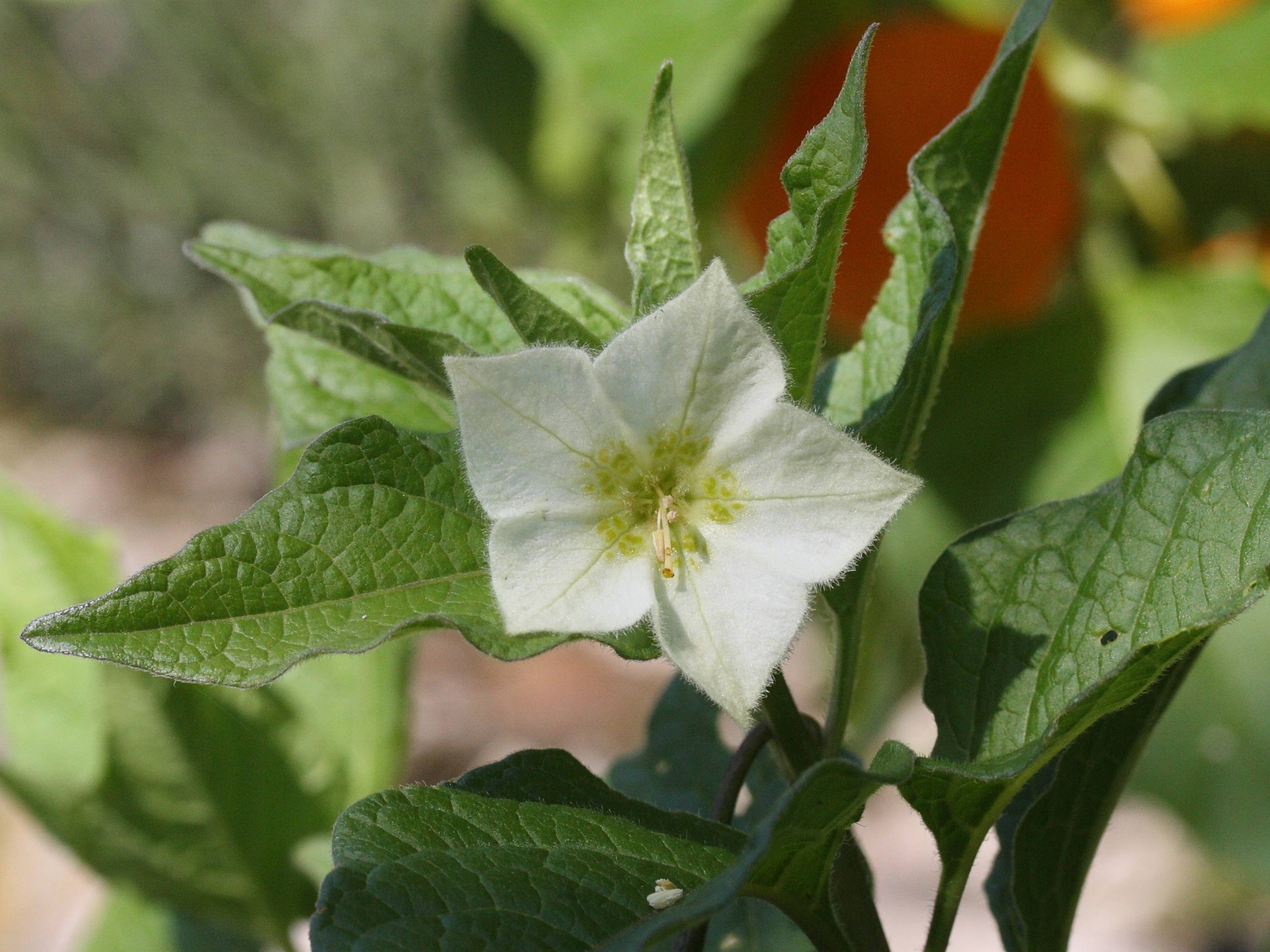 physalis_alkekengi3md