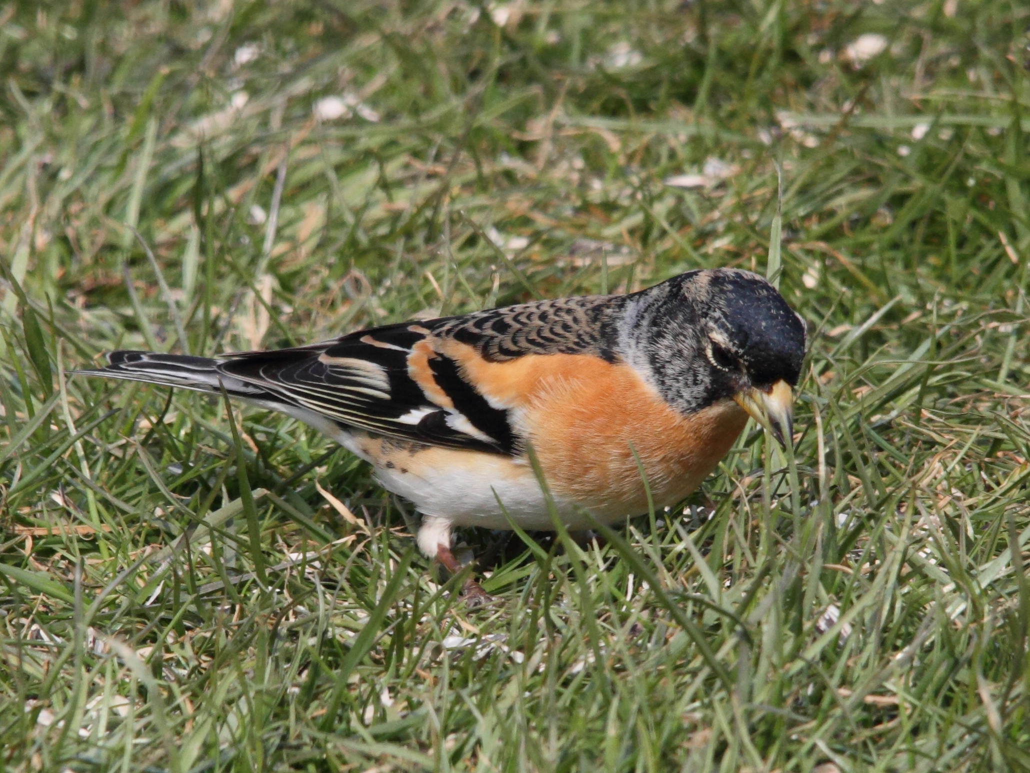 pinson_du_nord_-_fringilla_montifringilla5md