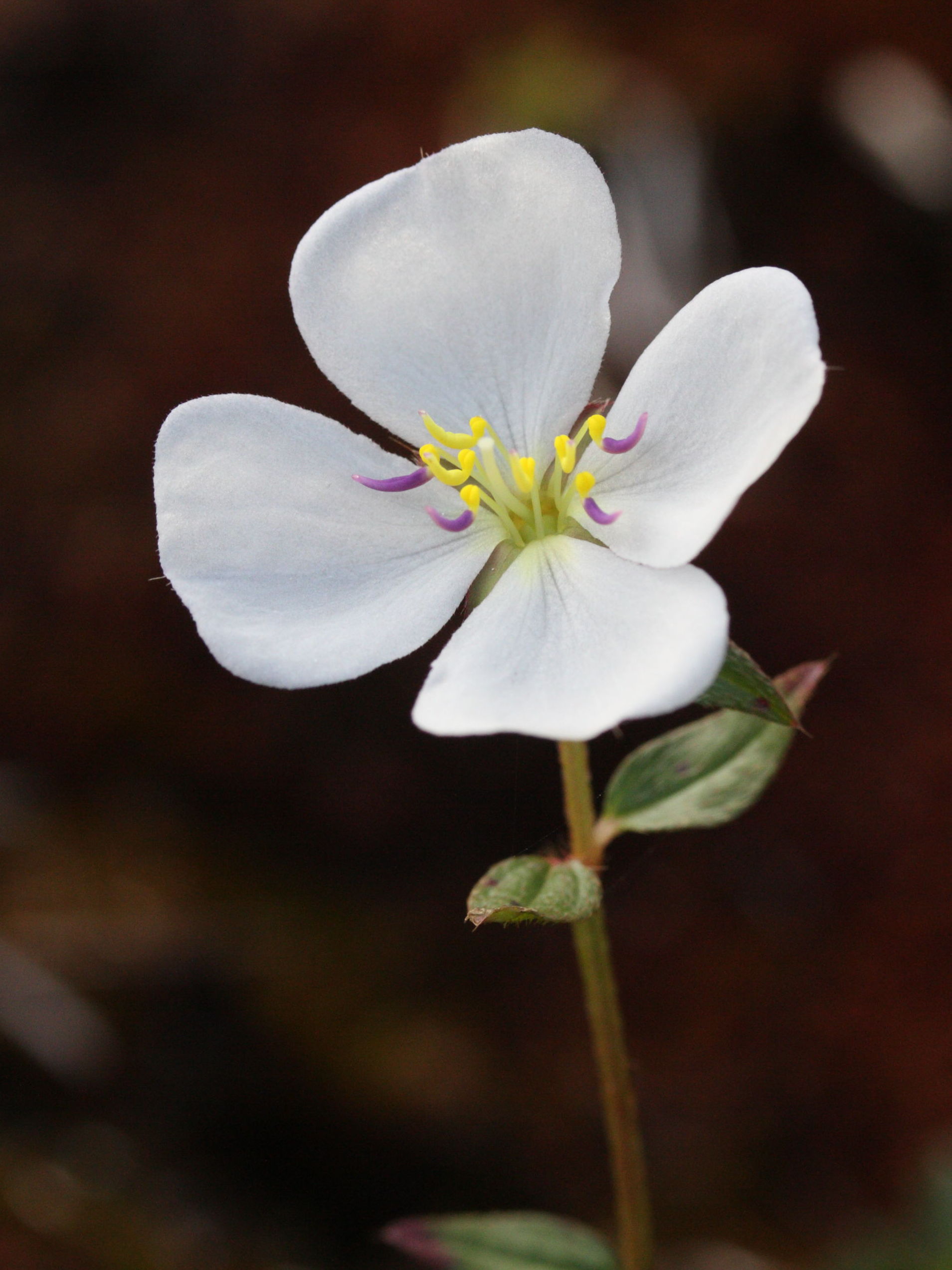 pterolepis_glomerata4md