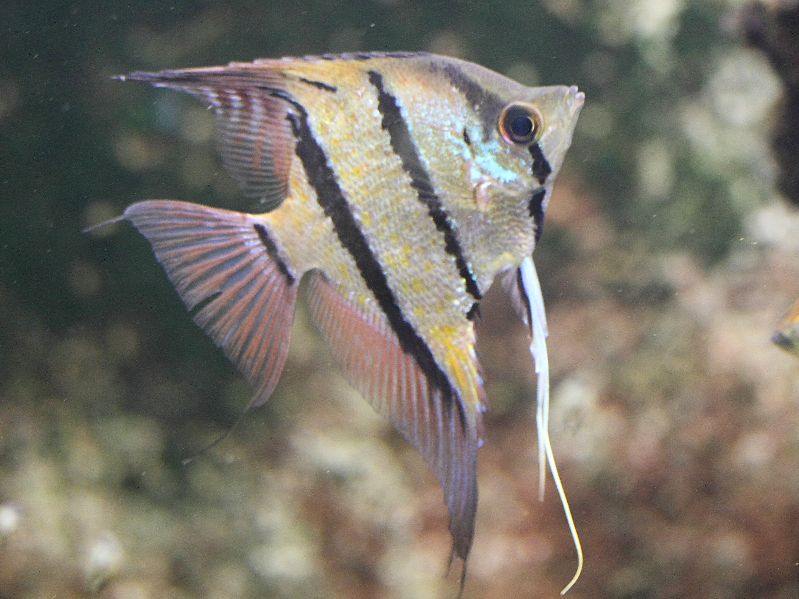 pterophyllum_scalare2md