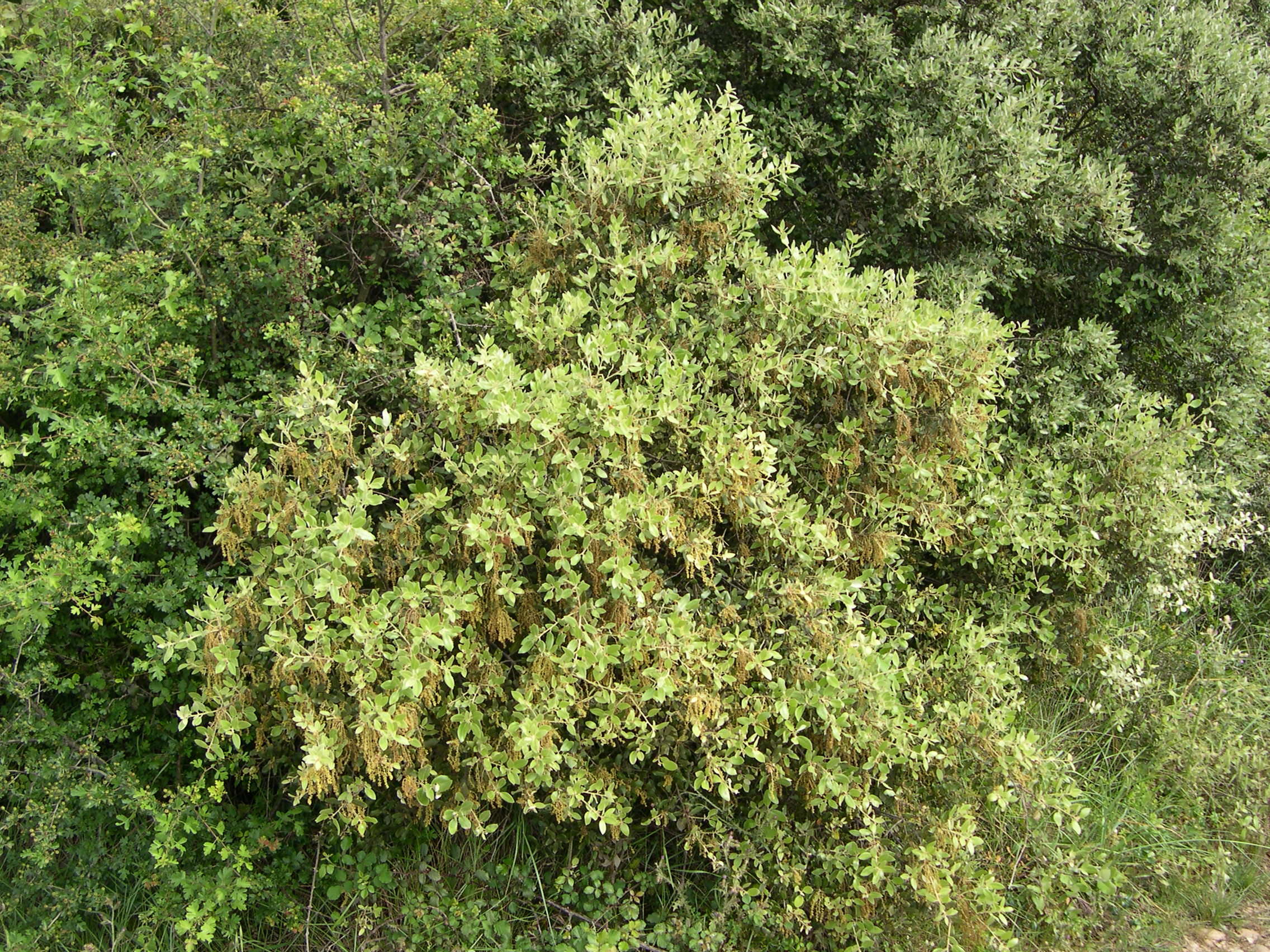 quercus_ilex2md