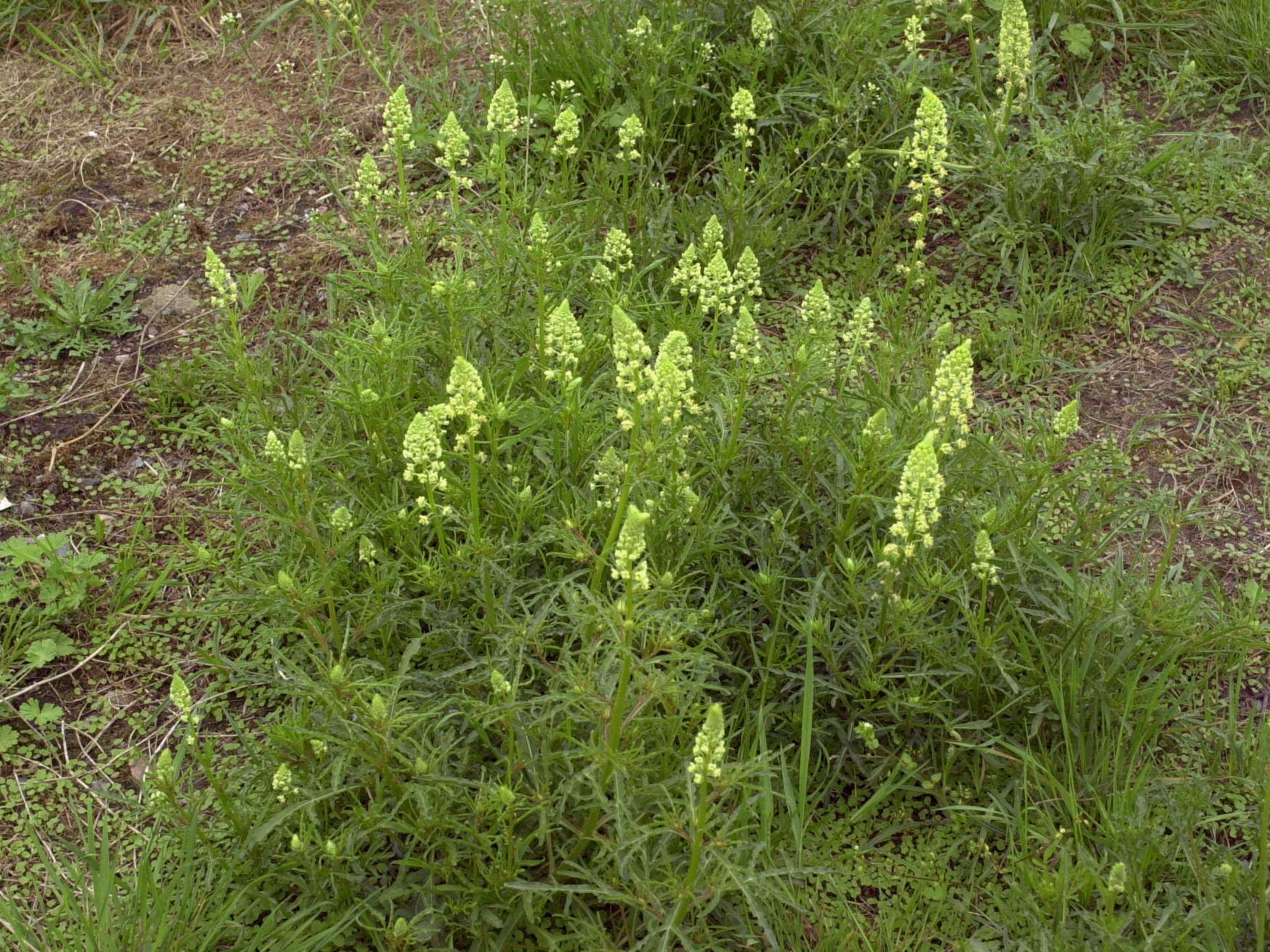 reseda_lutea3md