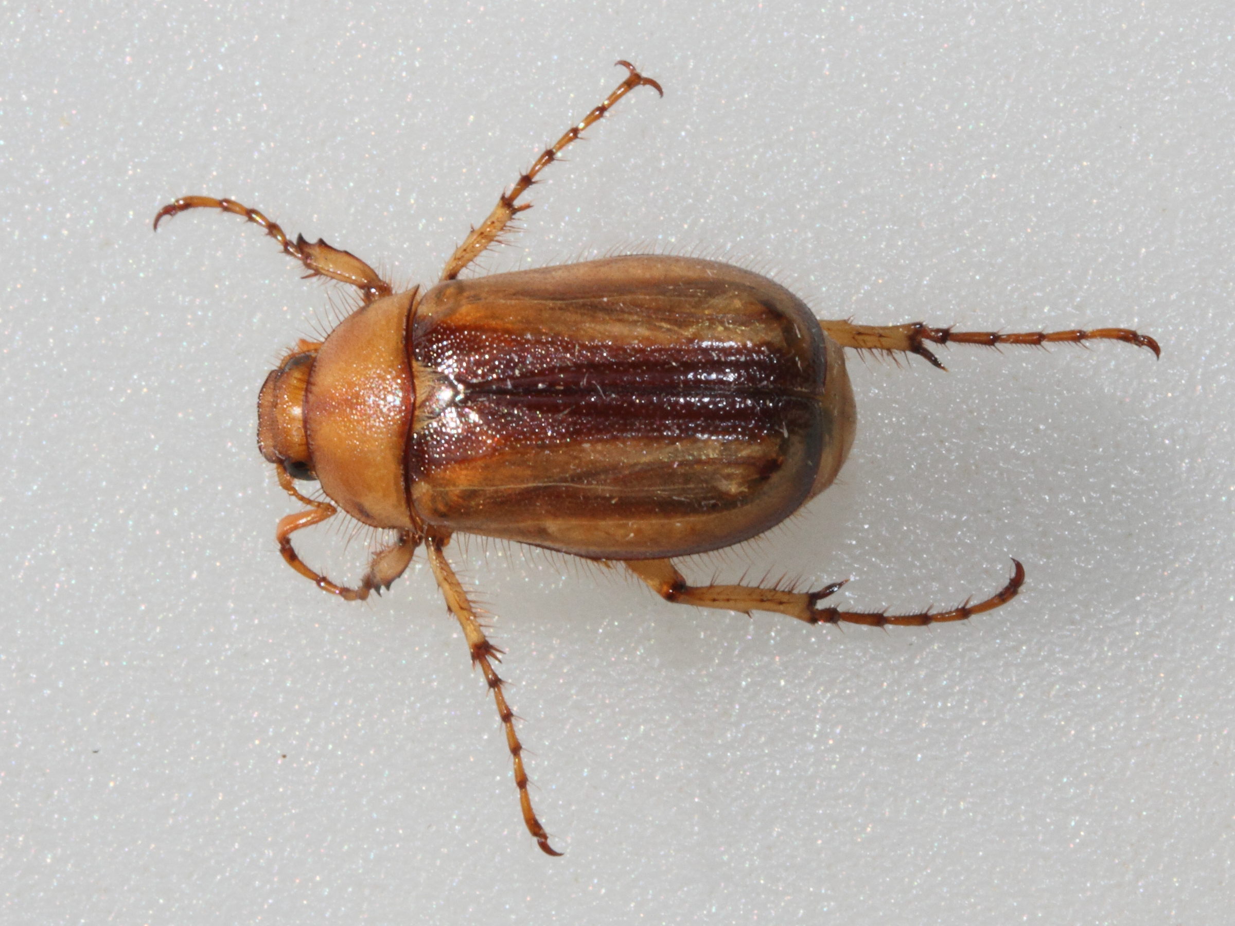 rhizotrogus_aestivus2md