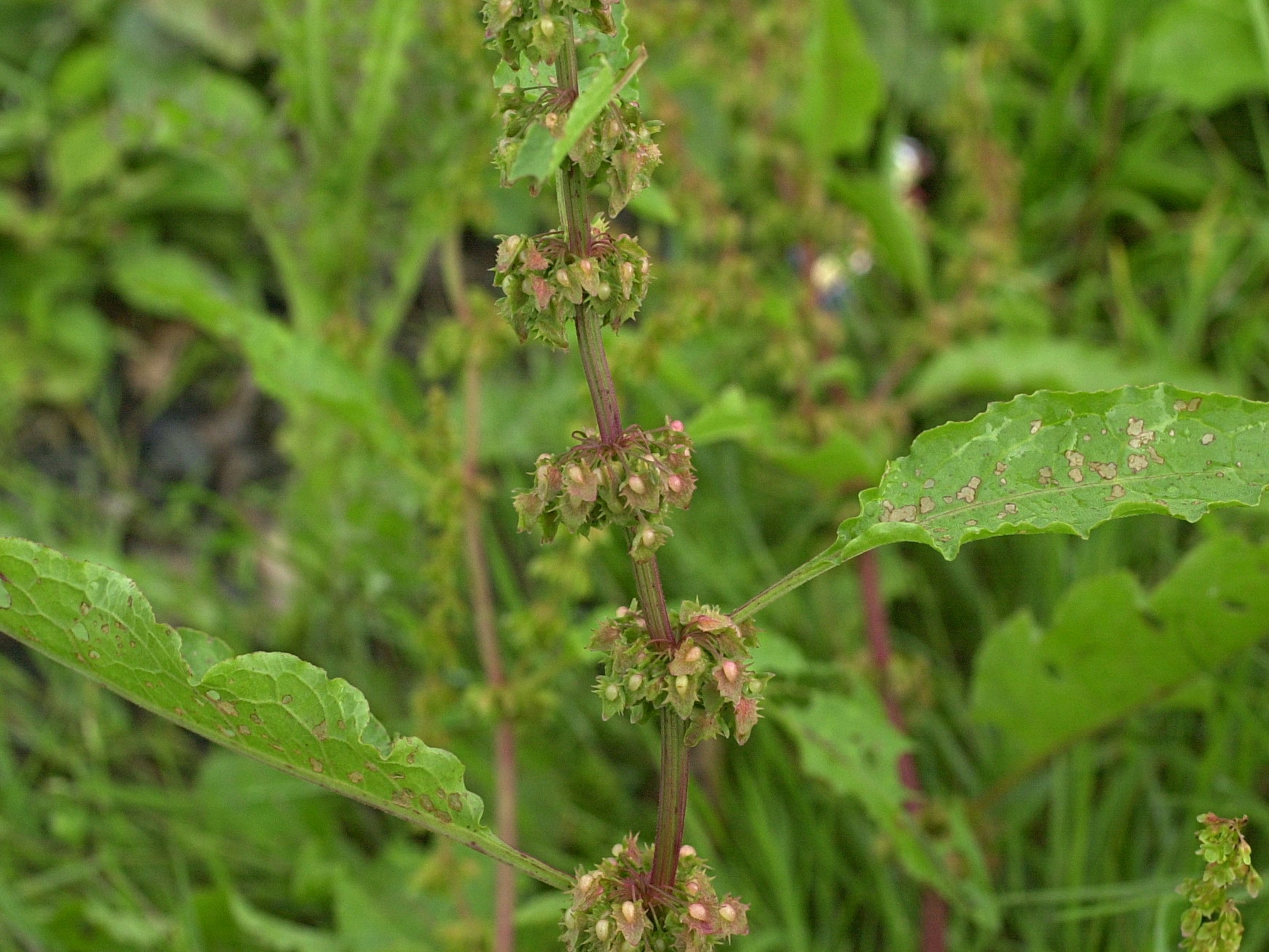 Afficher le média rumex_obtusifolius1md rumex_obtusifolius1md