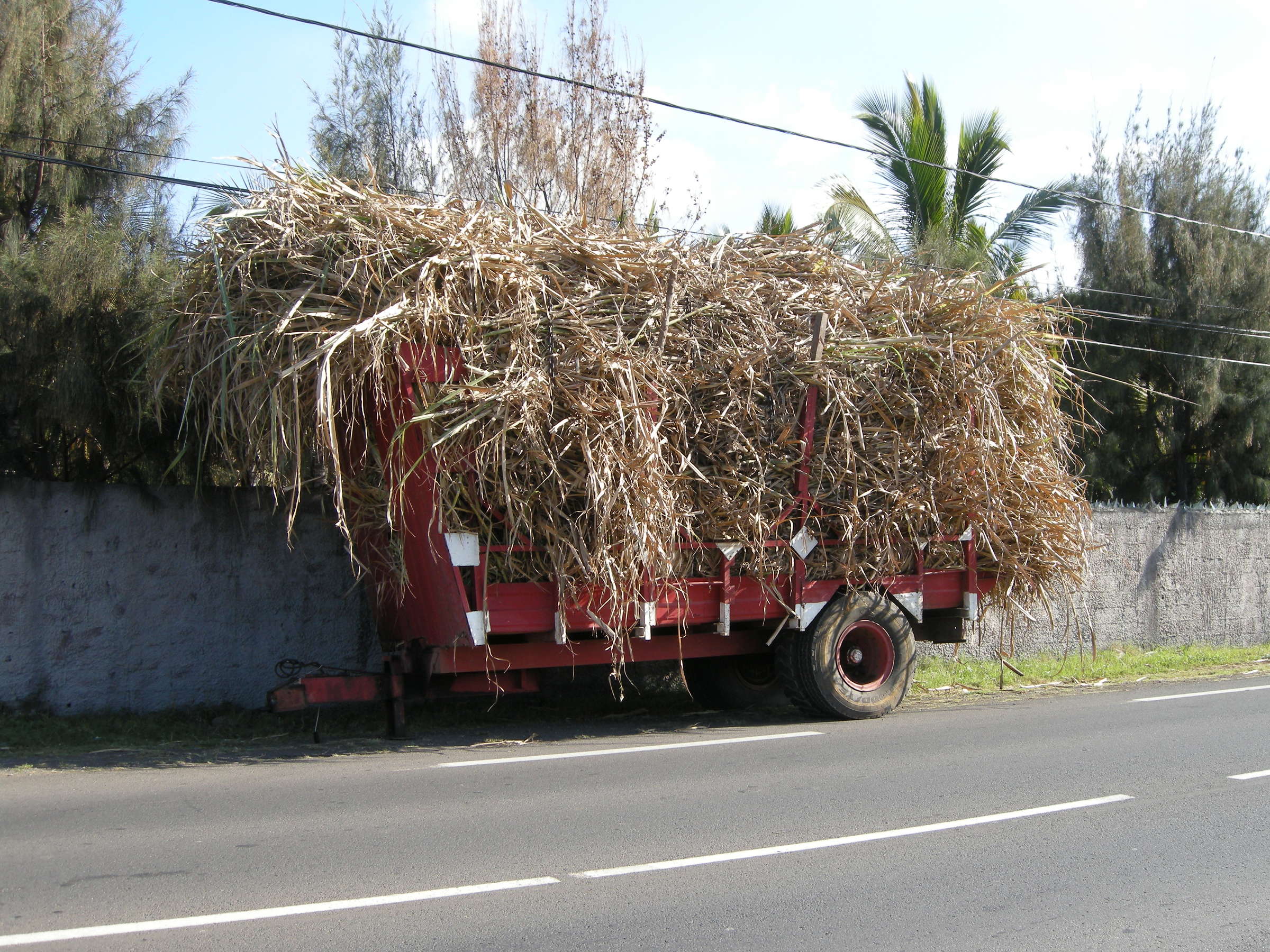saccharum_officinarum6md