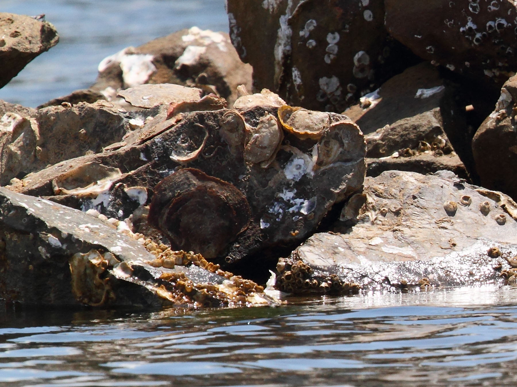 saccostrea_cucullata1bd