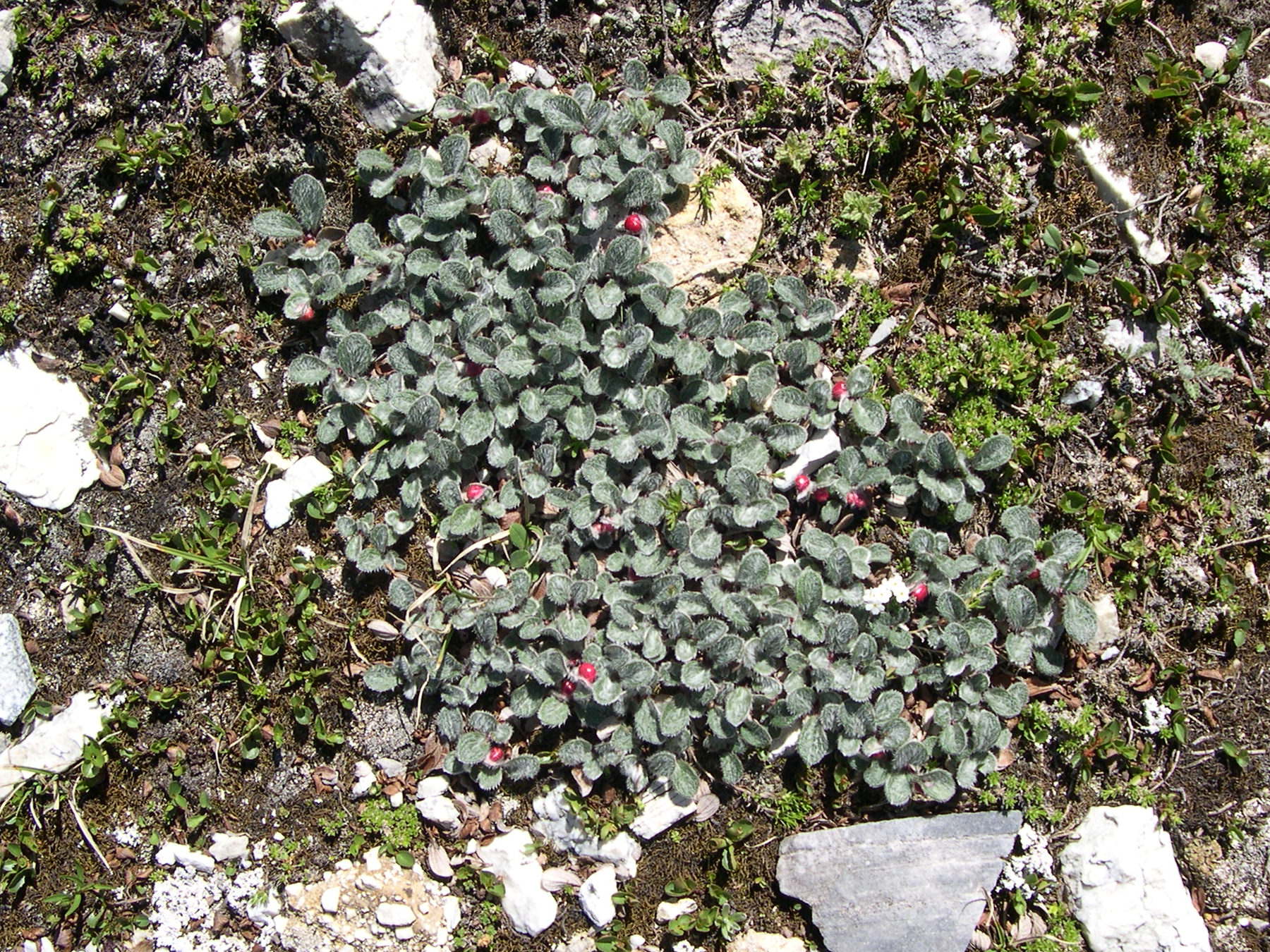 Afficher le média salix_reticulata3md salix_reticulata3md