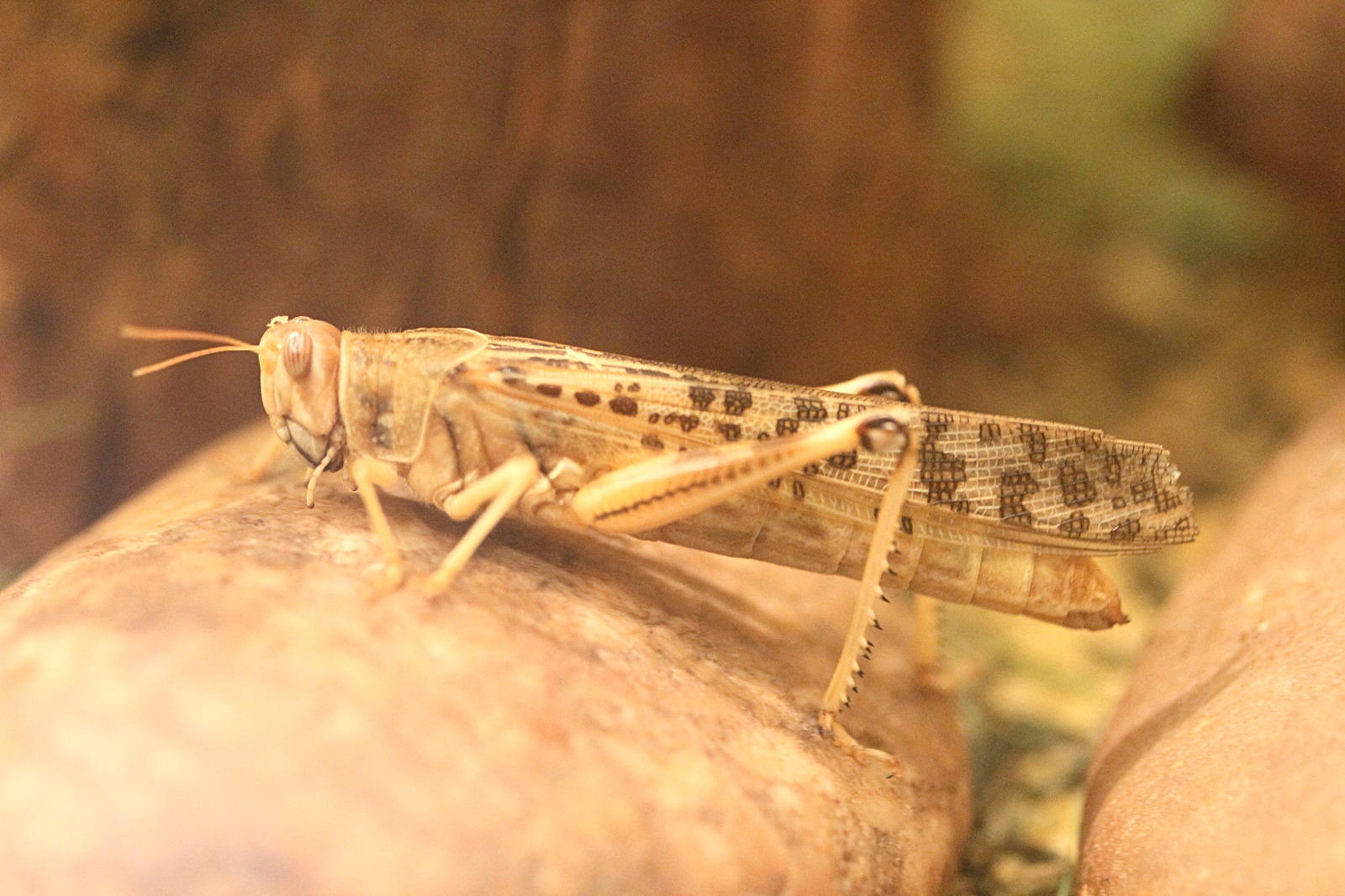 schistocerca_gregaria1md