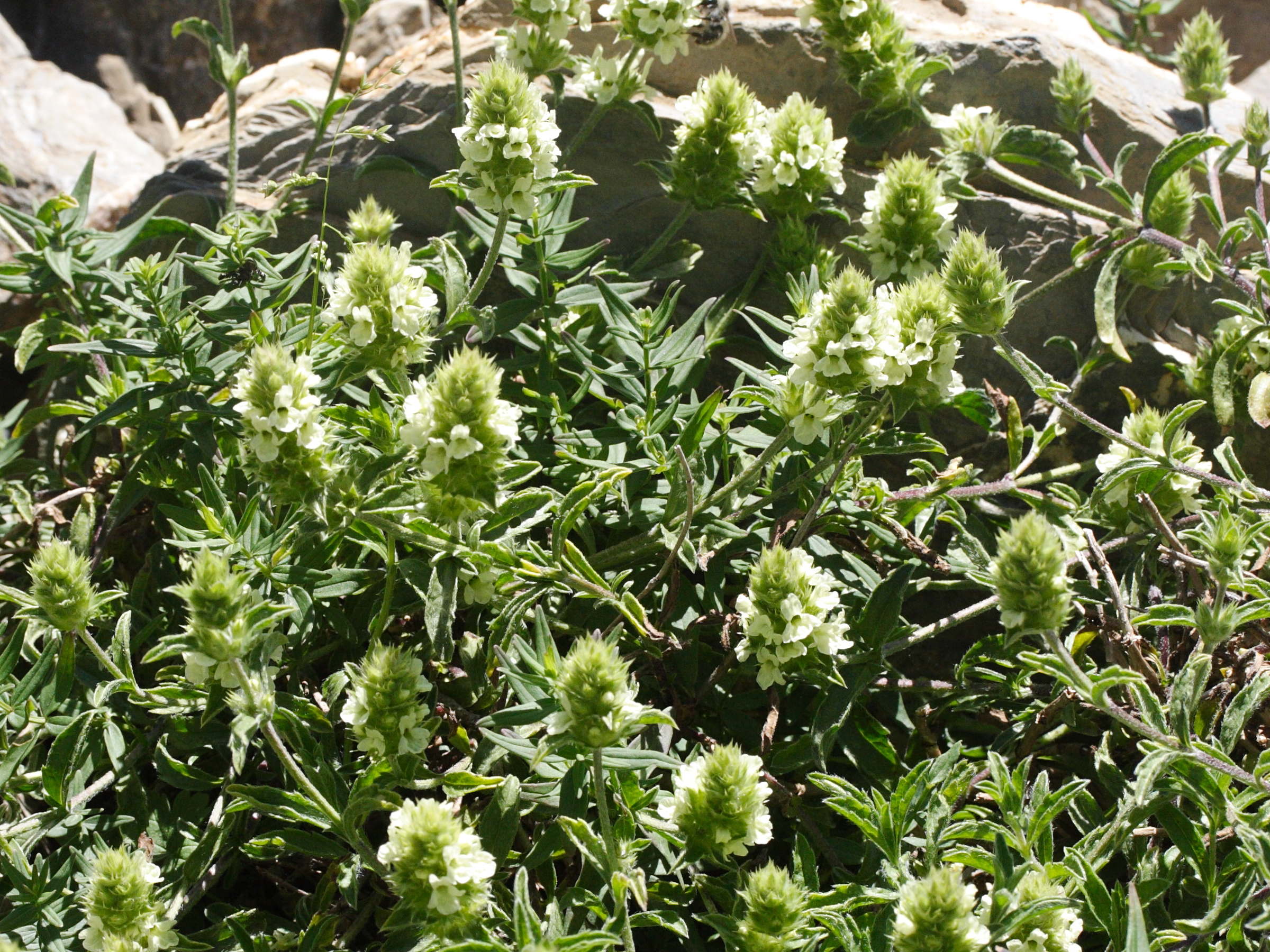 Afficher le média sideritis_endressii_laxespicata1md sideritis_endressii_laxespicata1md