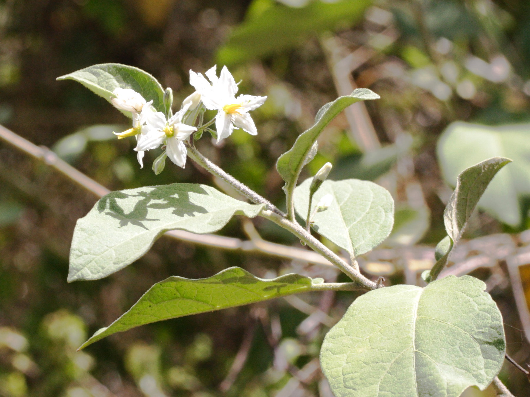 solanum_erianthum2md
