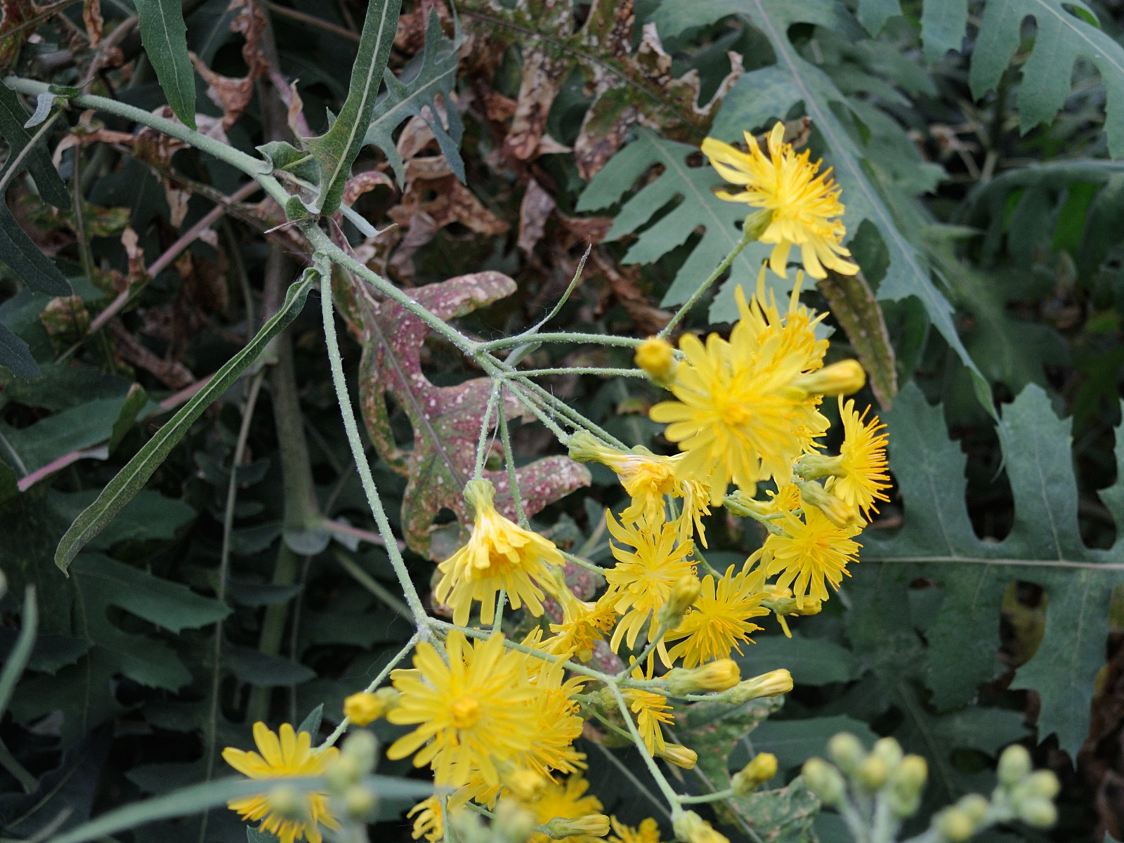 sonchus_palmensis3md