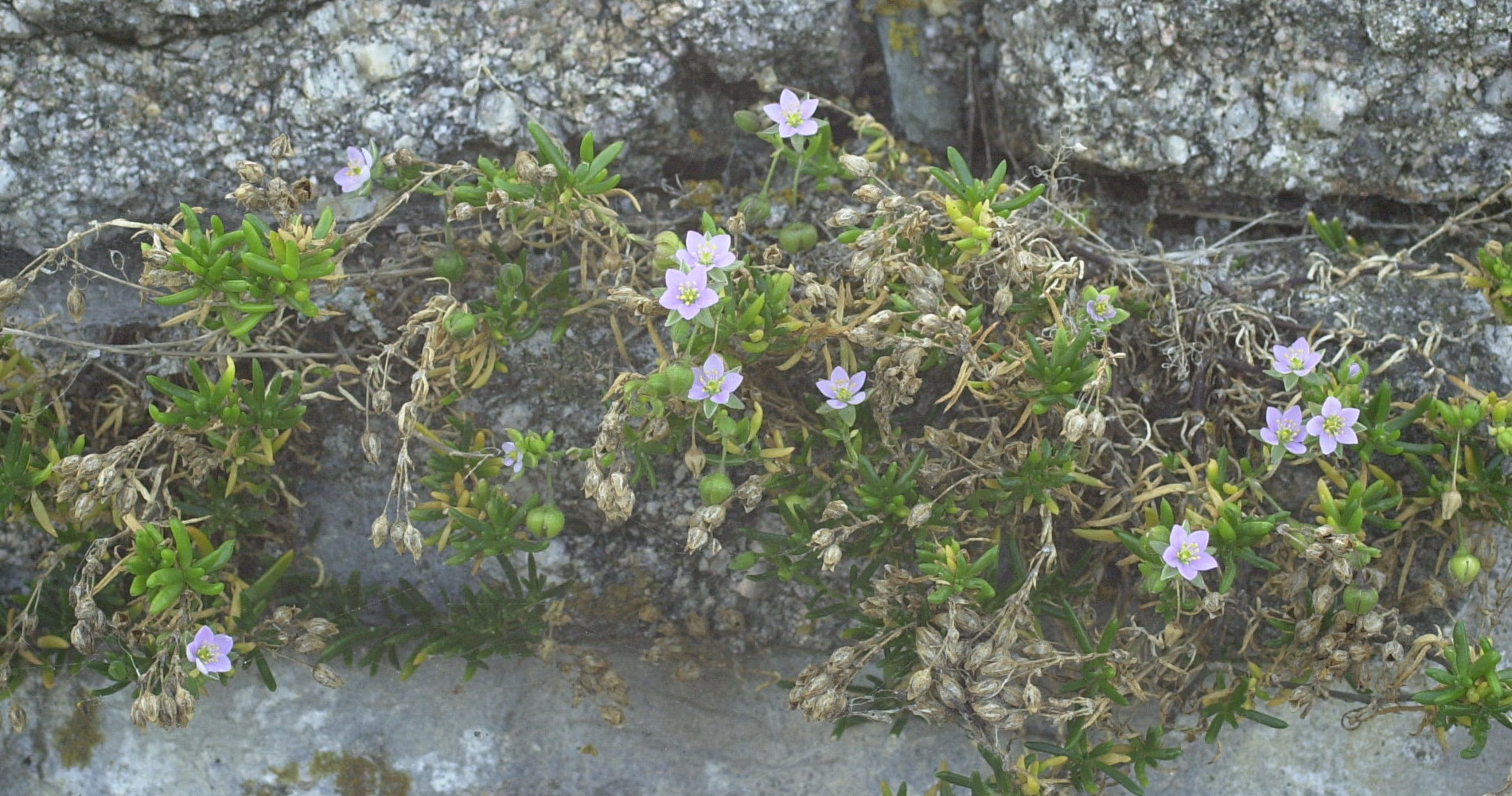 spergularia_rupicola1bd