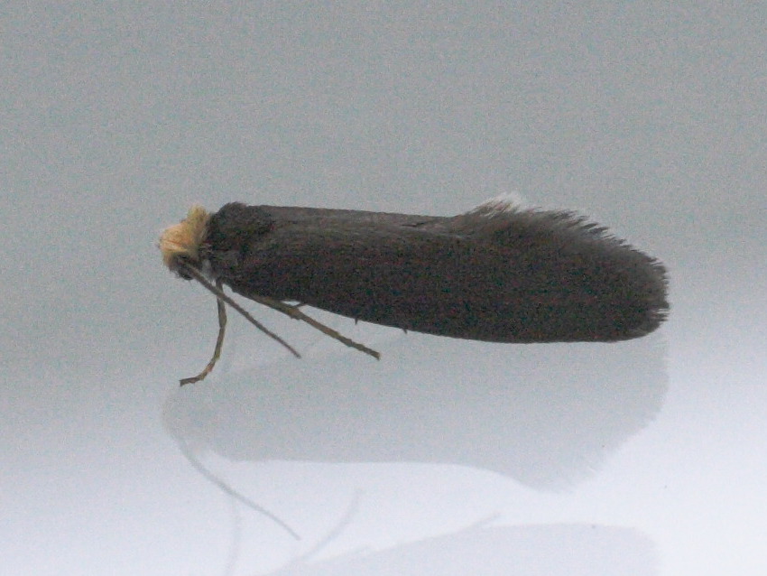 spuleria_flavicaput1md