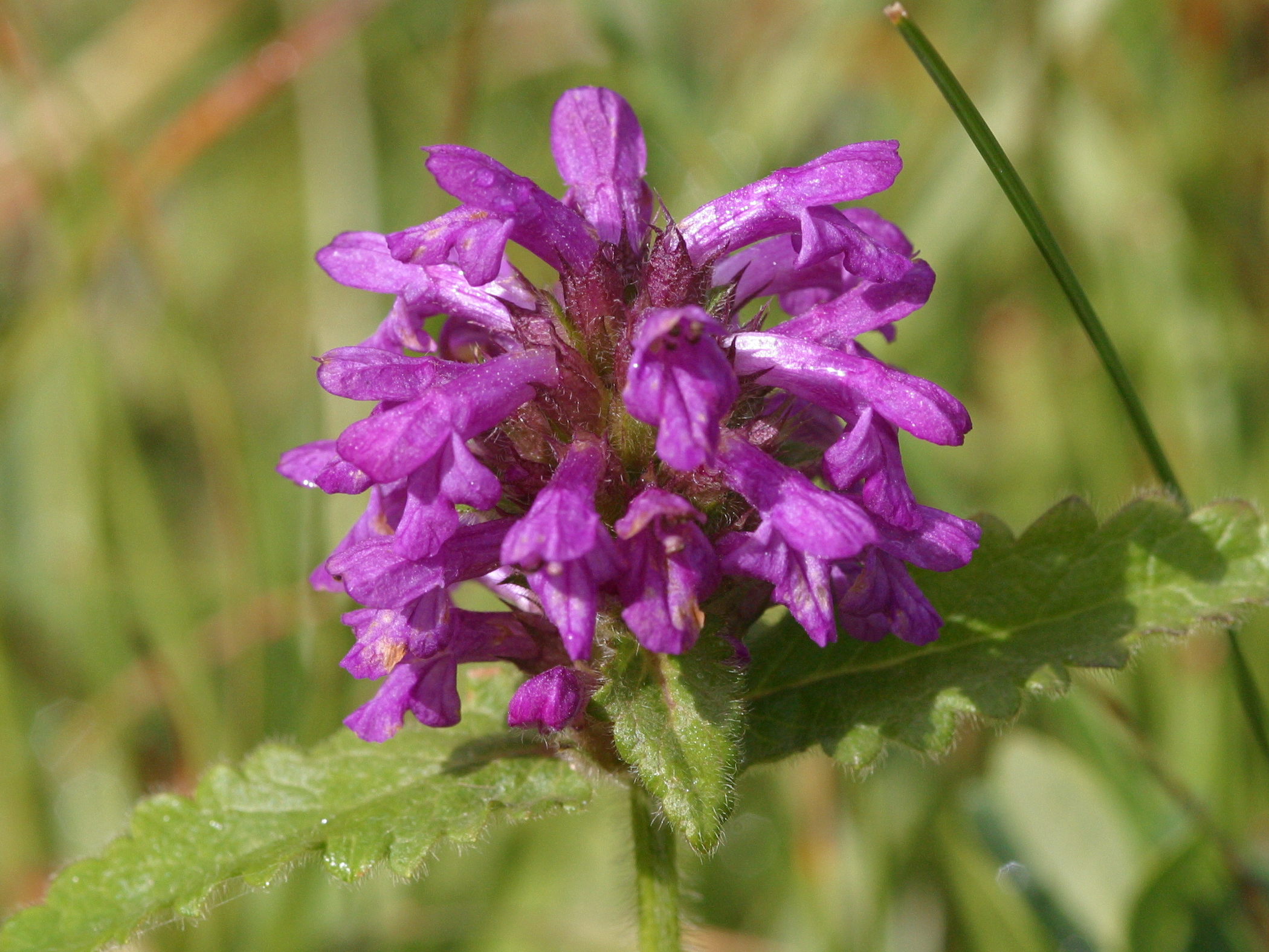 stachys_pradica2bd