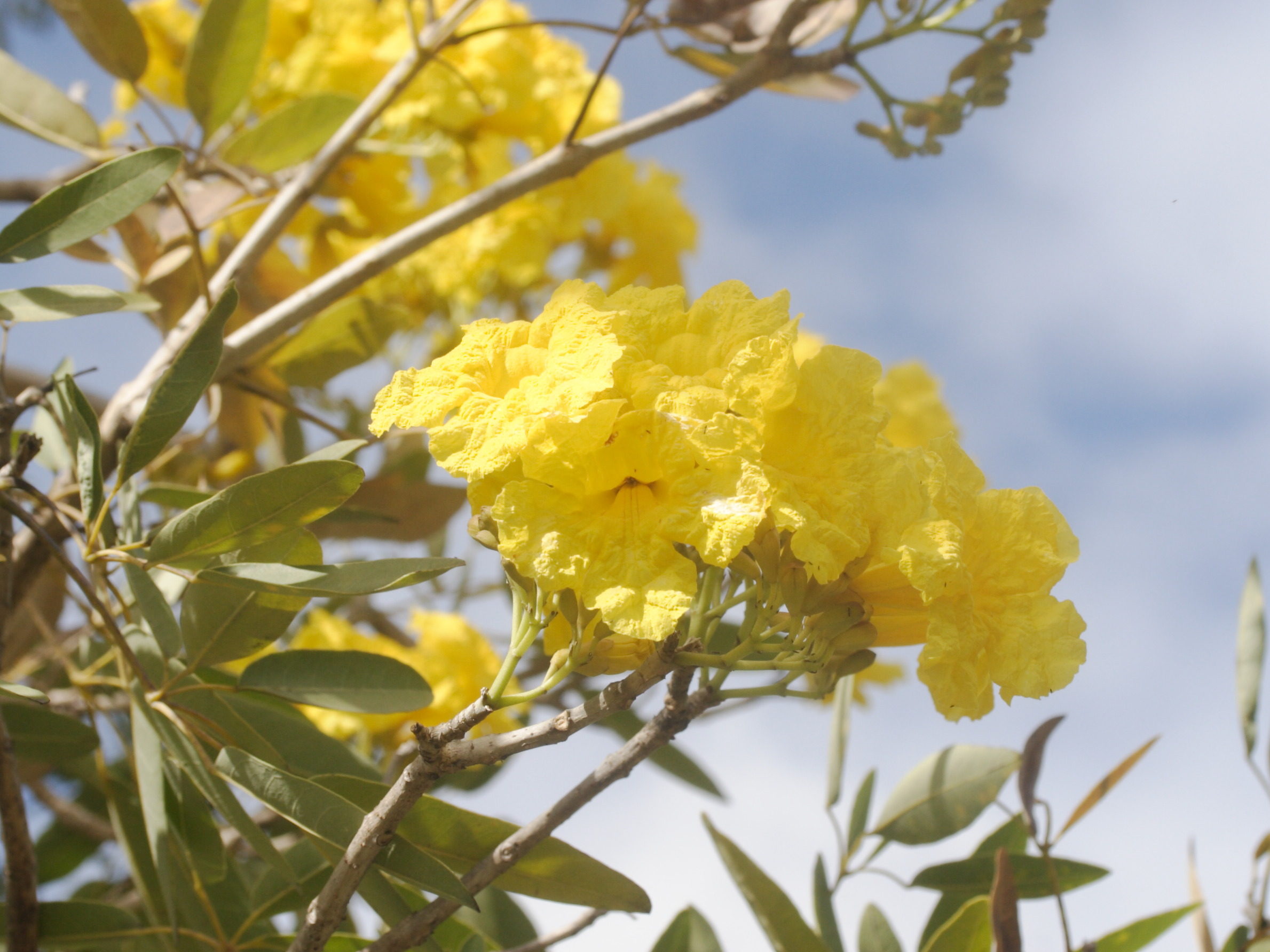 tabebuia_argentea1md
