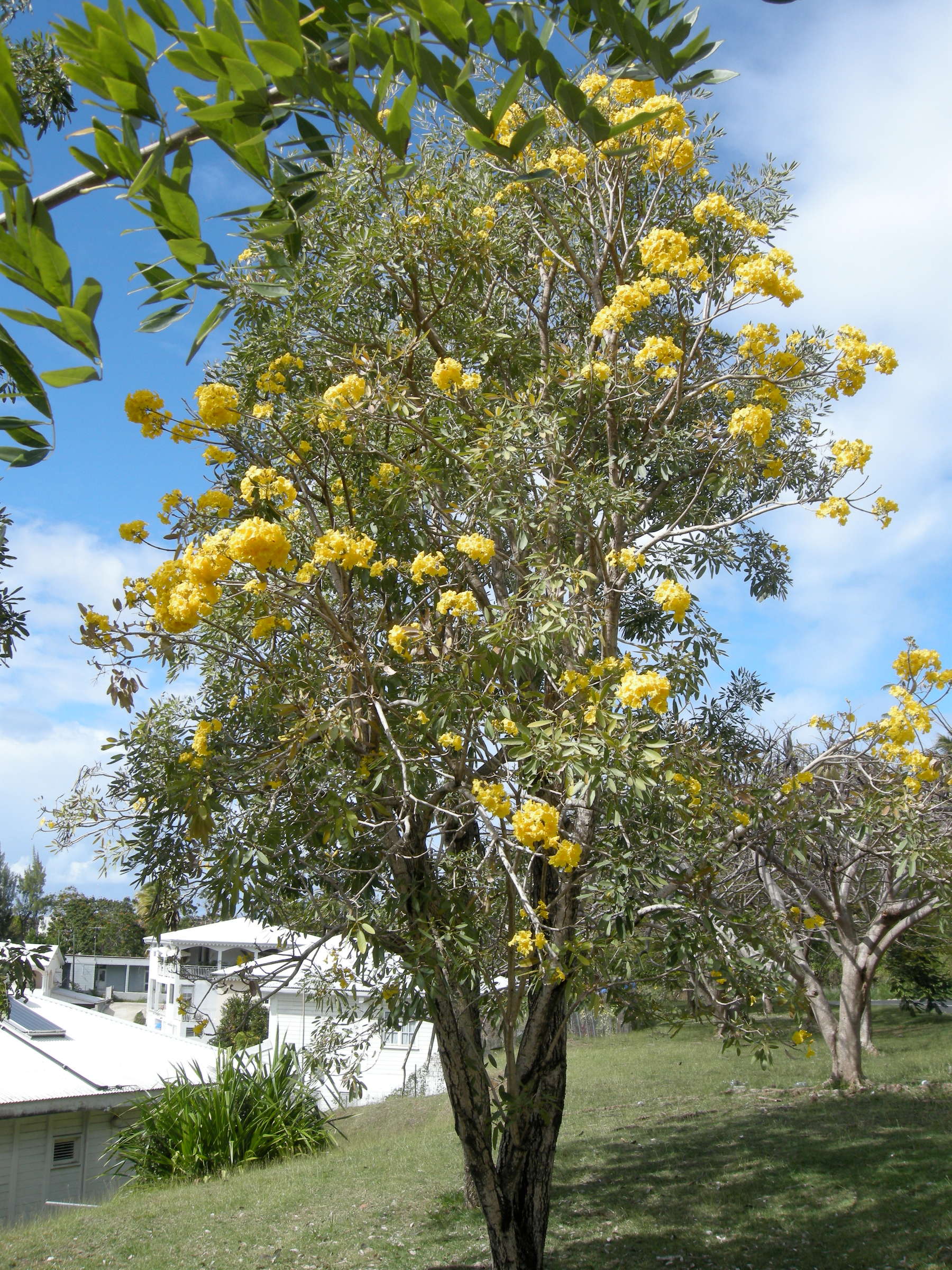tabebuia_argentea3md