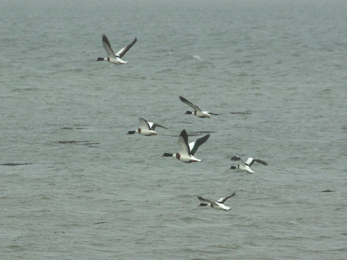 tadorne_de_belon_-_tadorna_tadorna4md