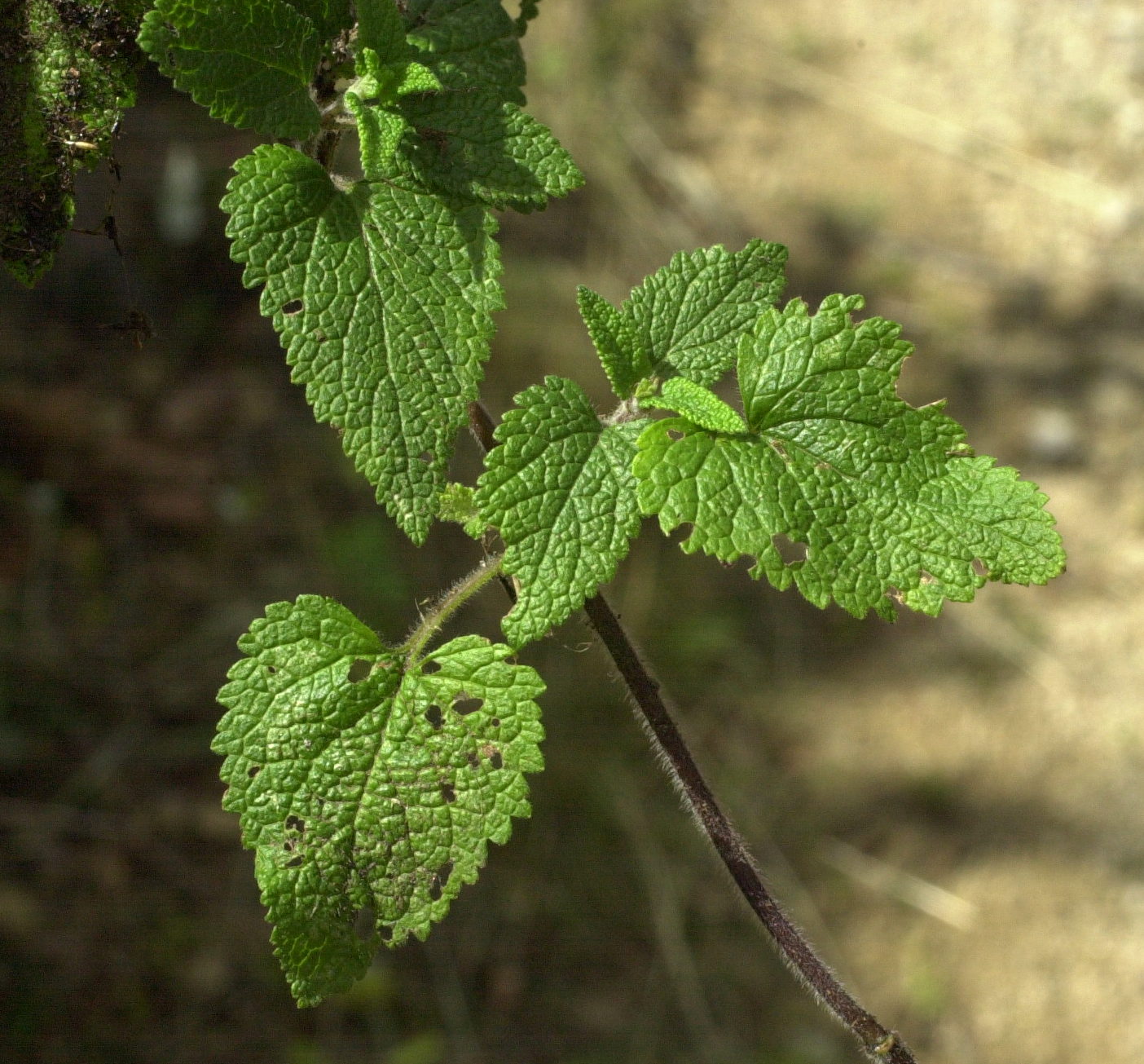 Afficher le média teucrium_scorodonia3md teucrium_scorodonia3md