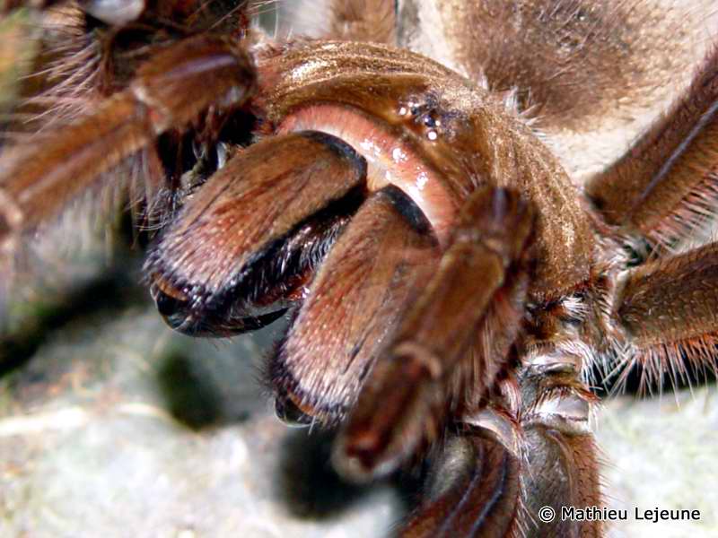 theraphosa_apophysis1ml