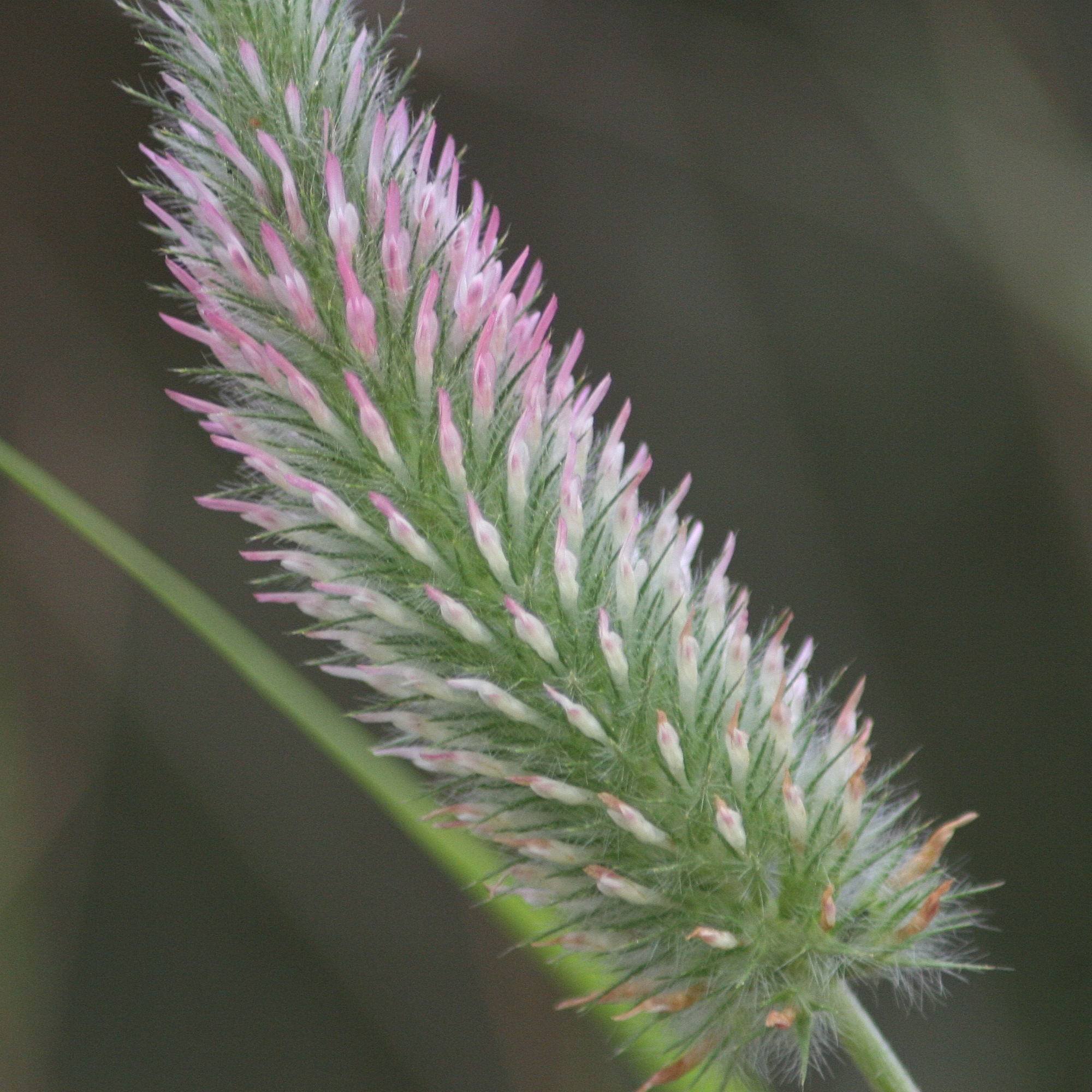 trifolium_angustifolium3md