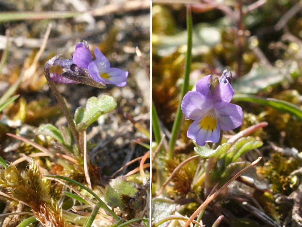 viola_kitaibeliana1md