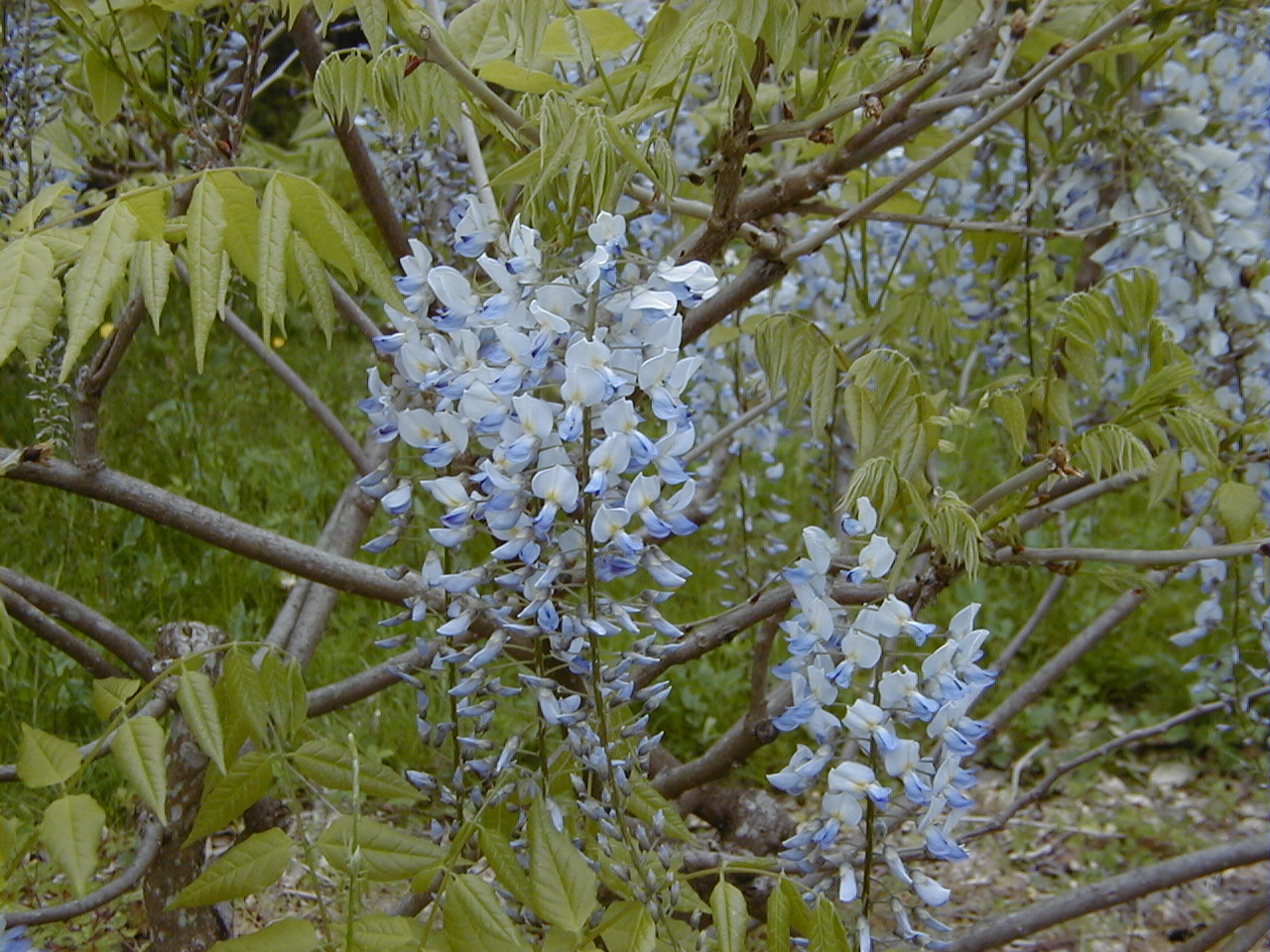 wisteria_floribunda2md
