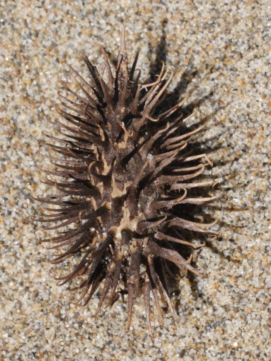 Afficher le média xanthium_italicum3md xanthium_italicum3md