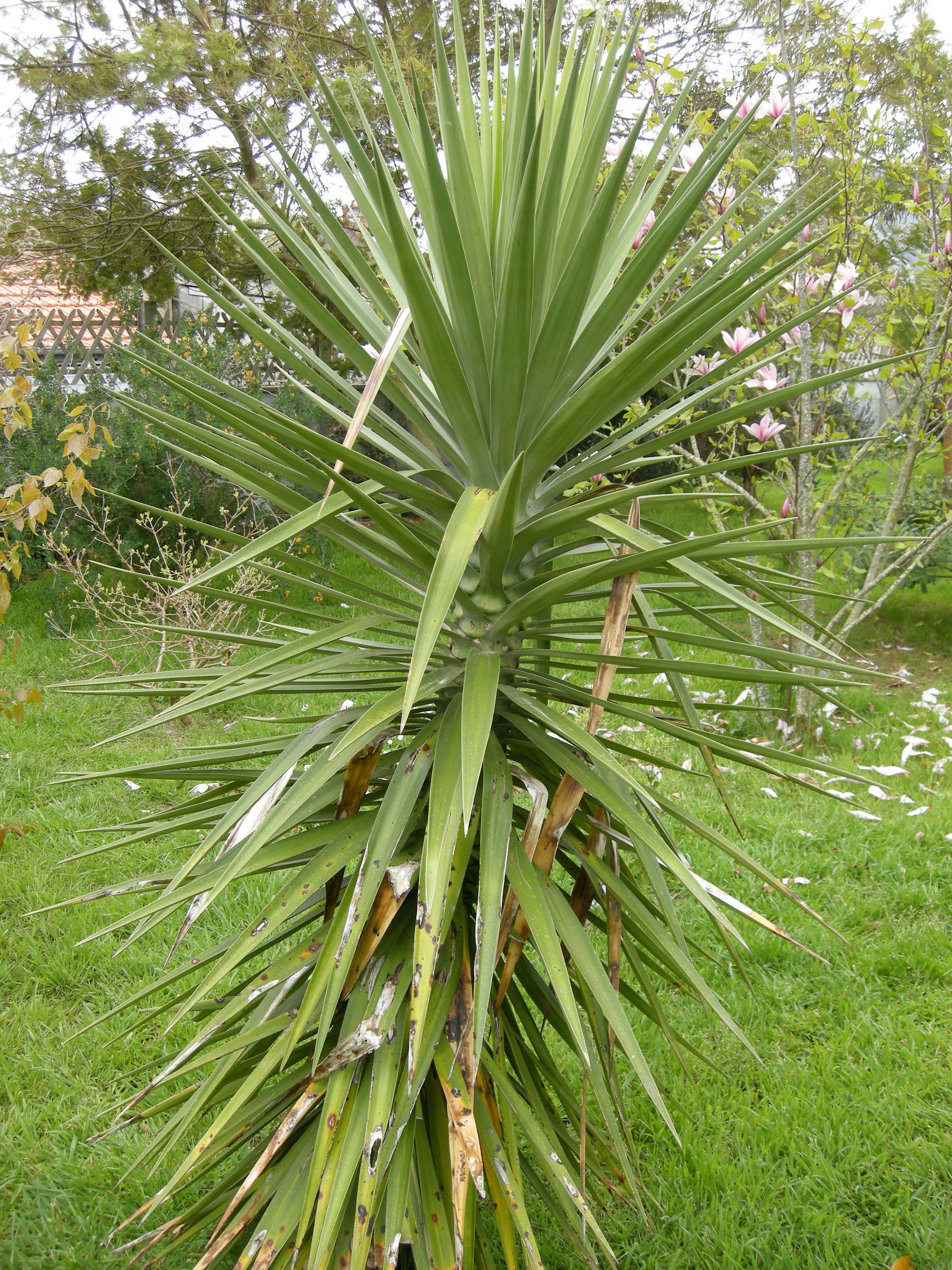 Afficher le média yucca_aloifolia3md yucca_aloifolia3md