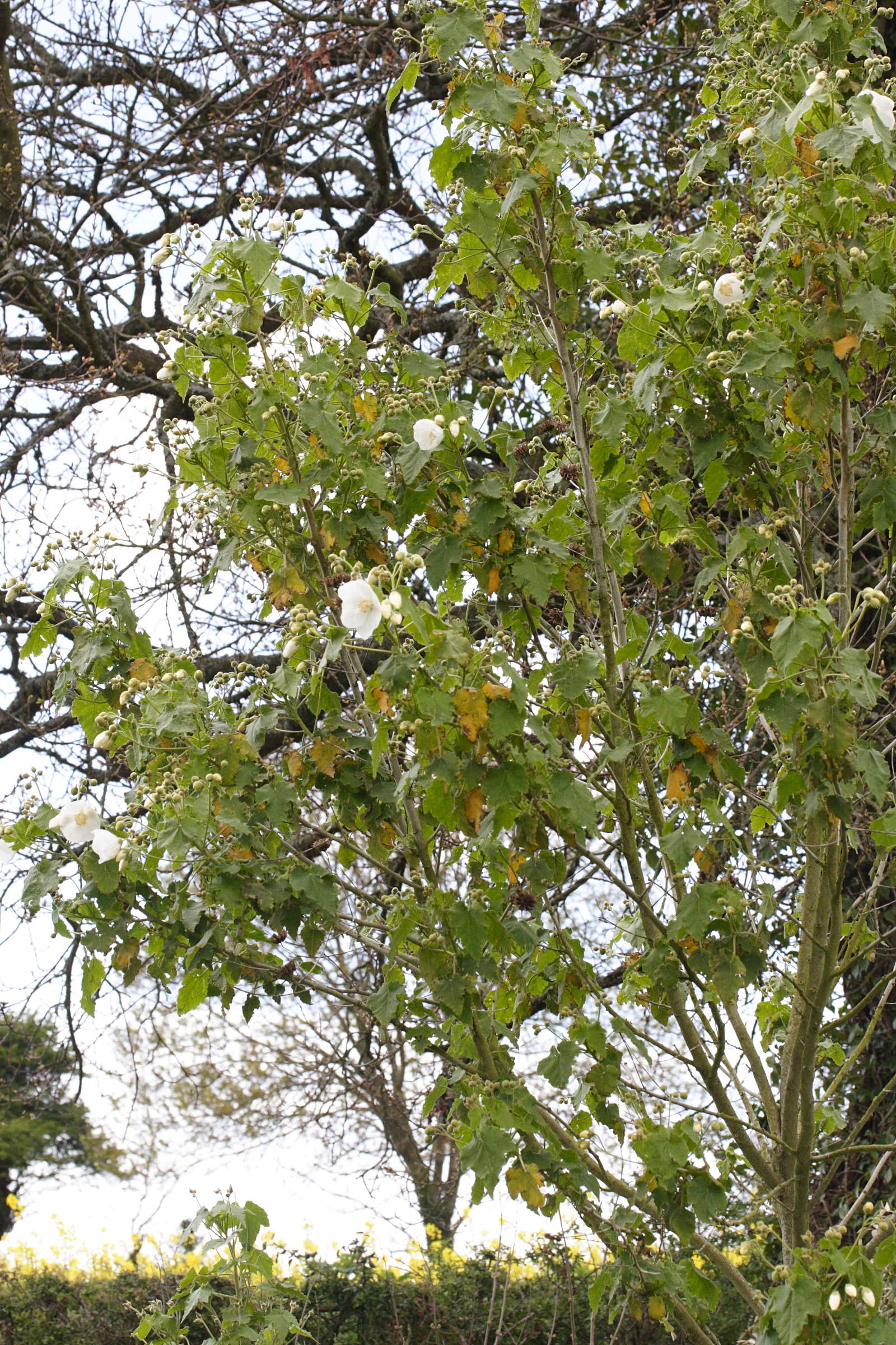 Afficher le média Abutilon_vitifolium Abutilon_vitifolium