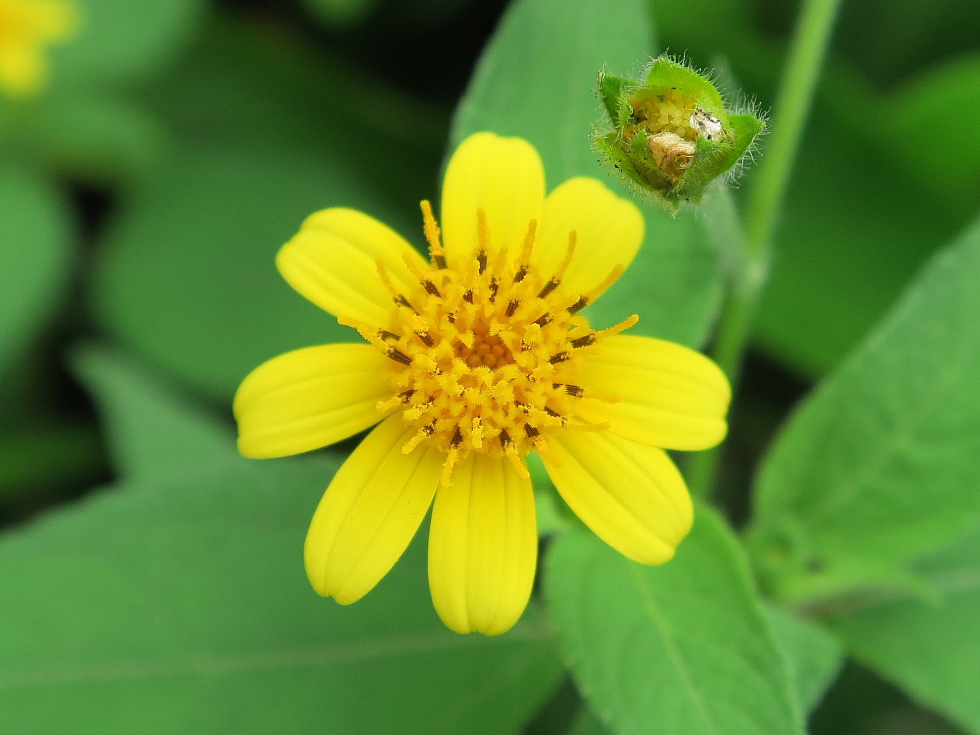 acmella_oppositifolia3md