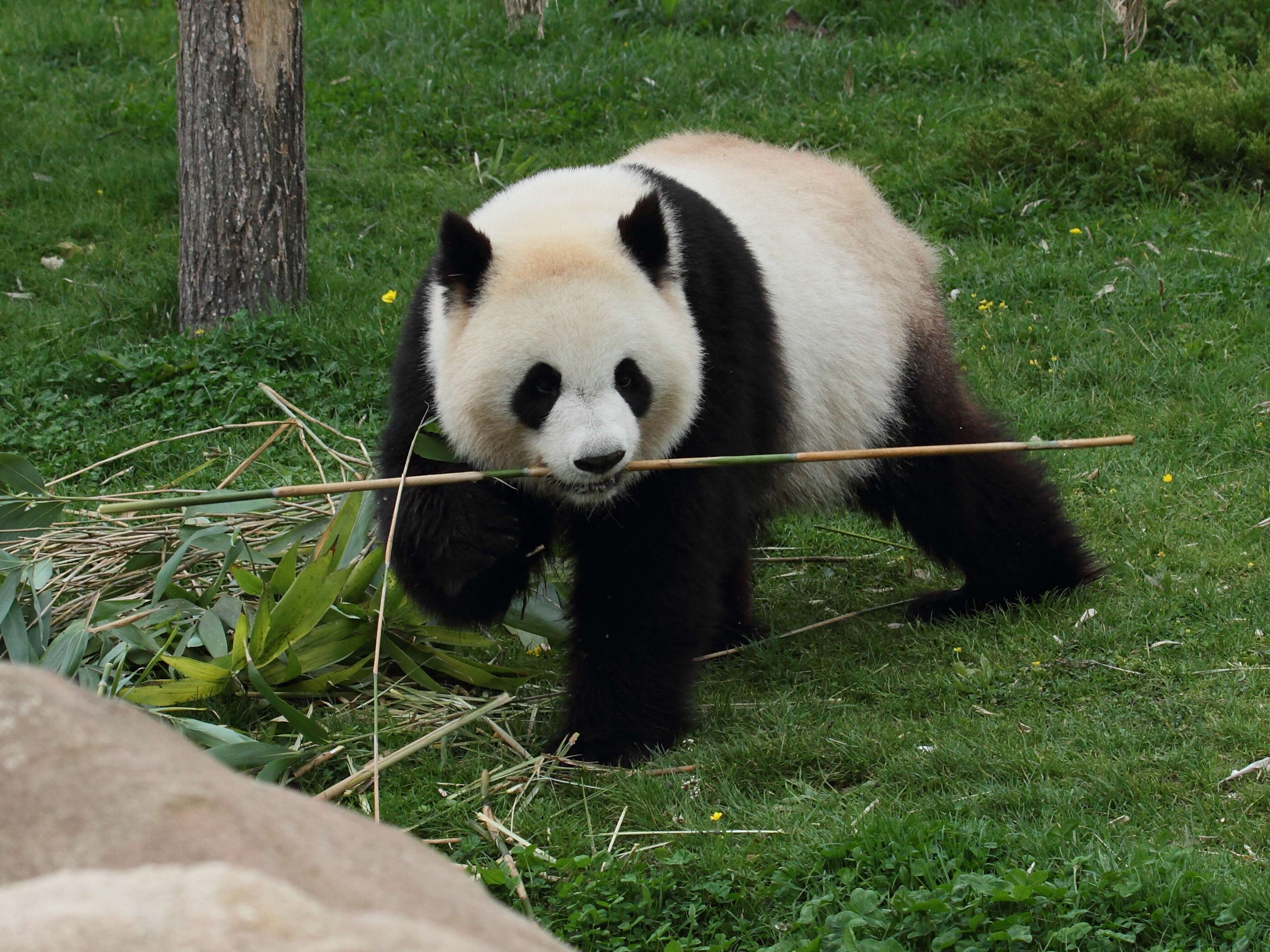 ailuropoda_melanoleuca3bd