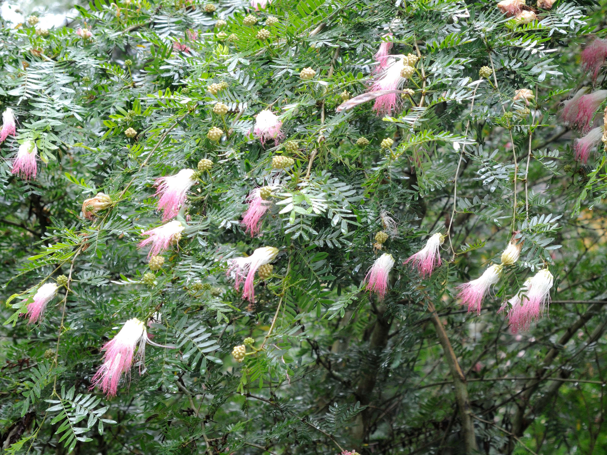 Afficher le média albizia_saman3md albizia_saman3md