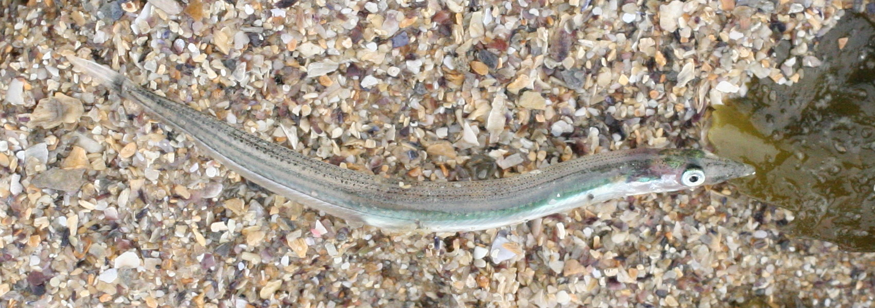 ammodytes_tobianus3bd