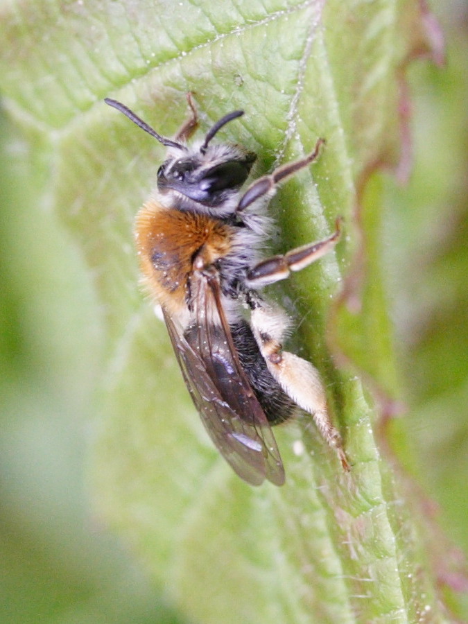 andrena_haemorrhoa4md