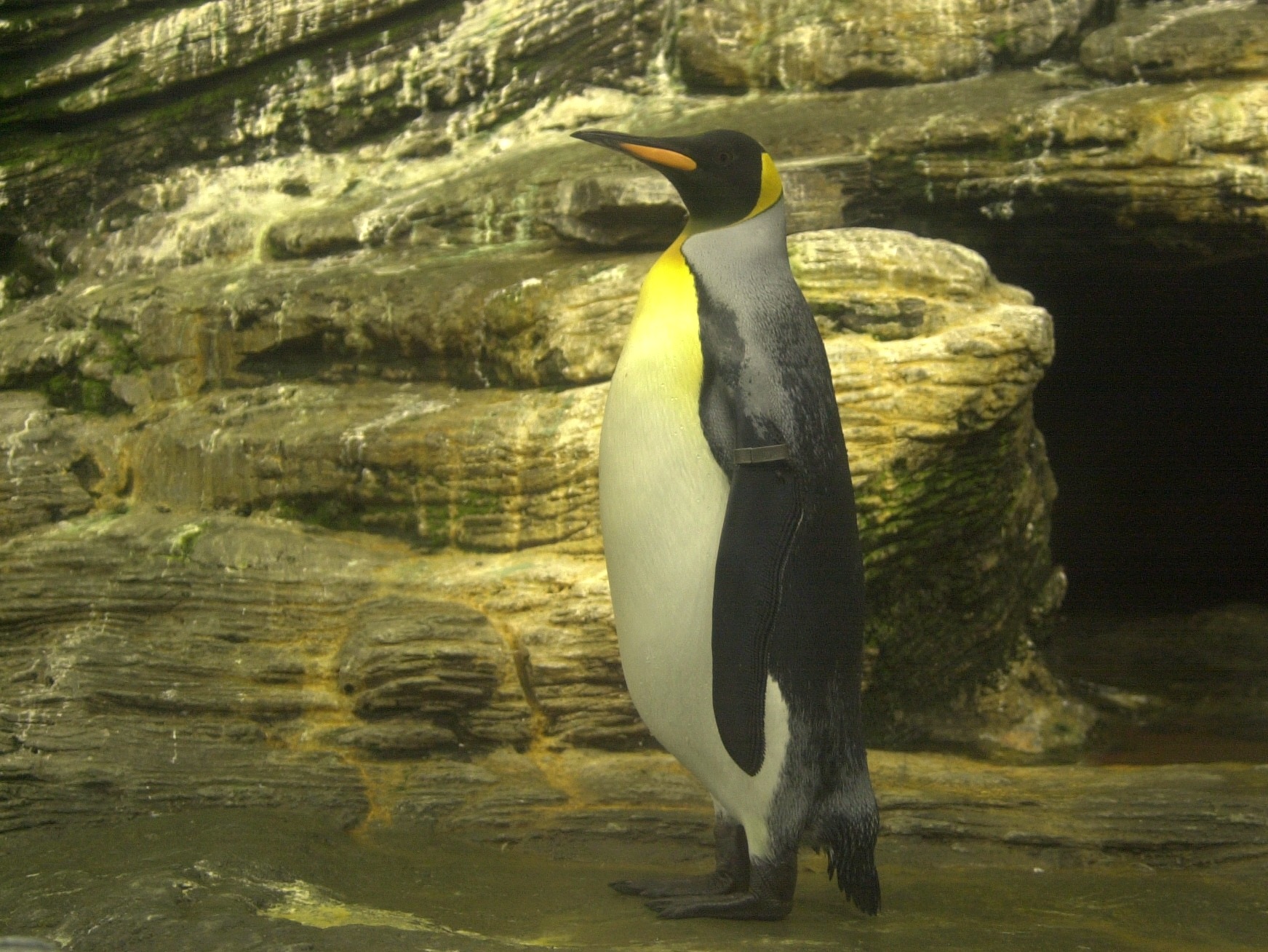 Aptenodytes_patagonicus