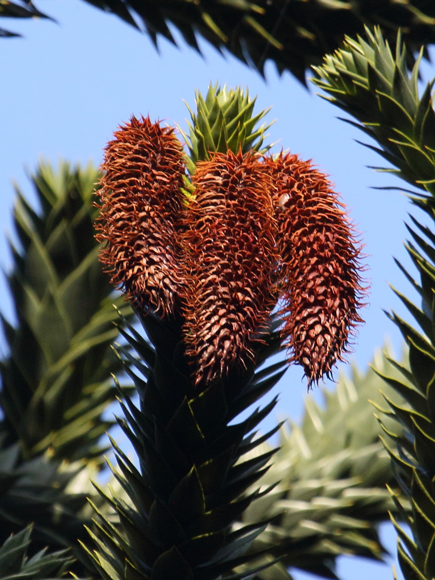 Afficher le média araucaria_araucana5bd araucaria_araucana5bd