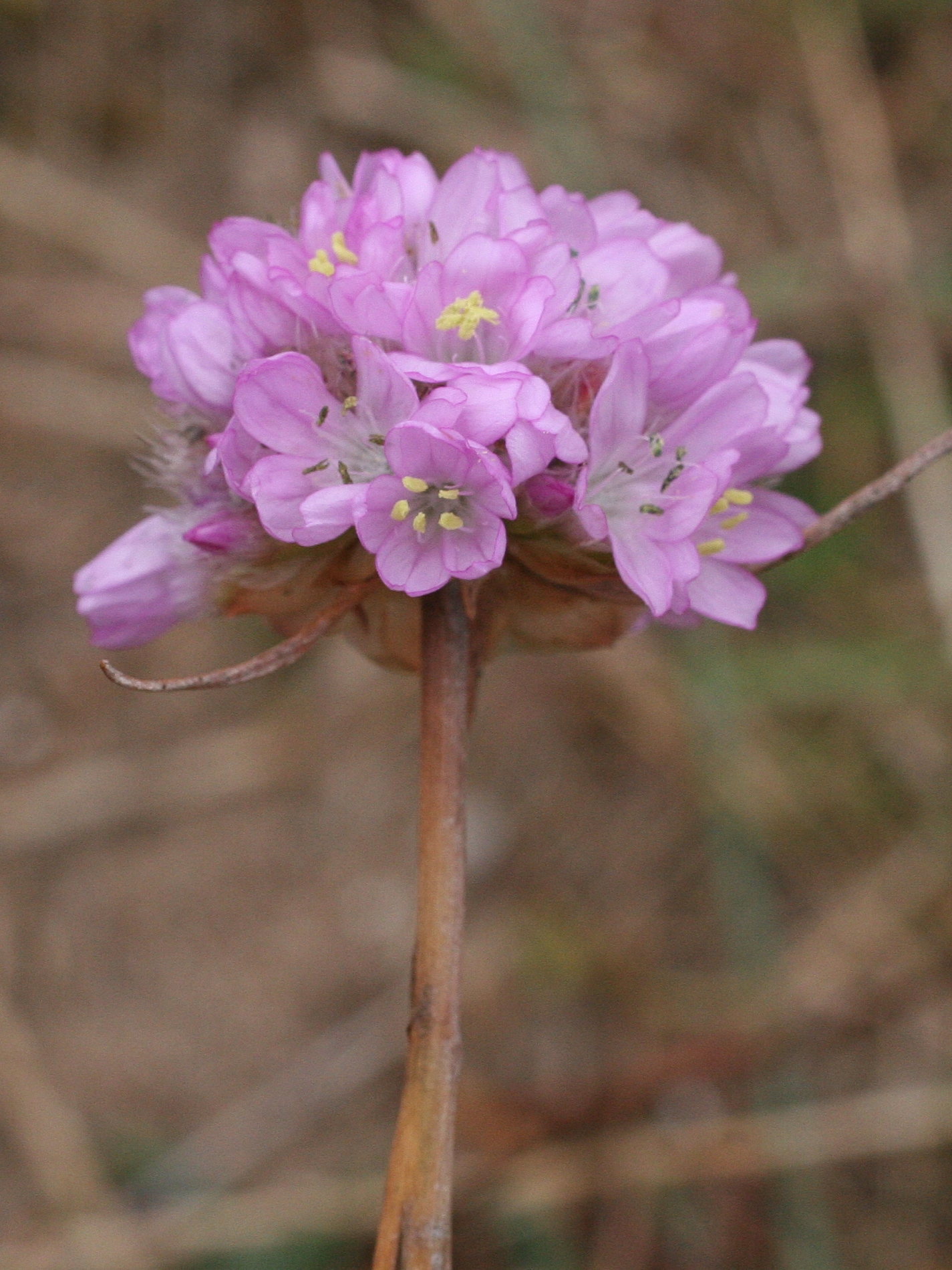 armeria_alliacea5md