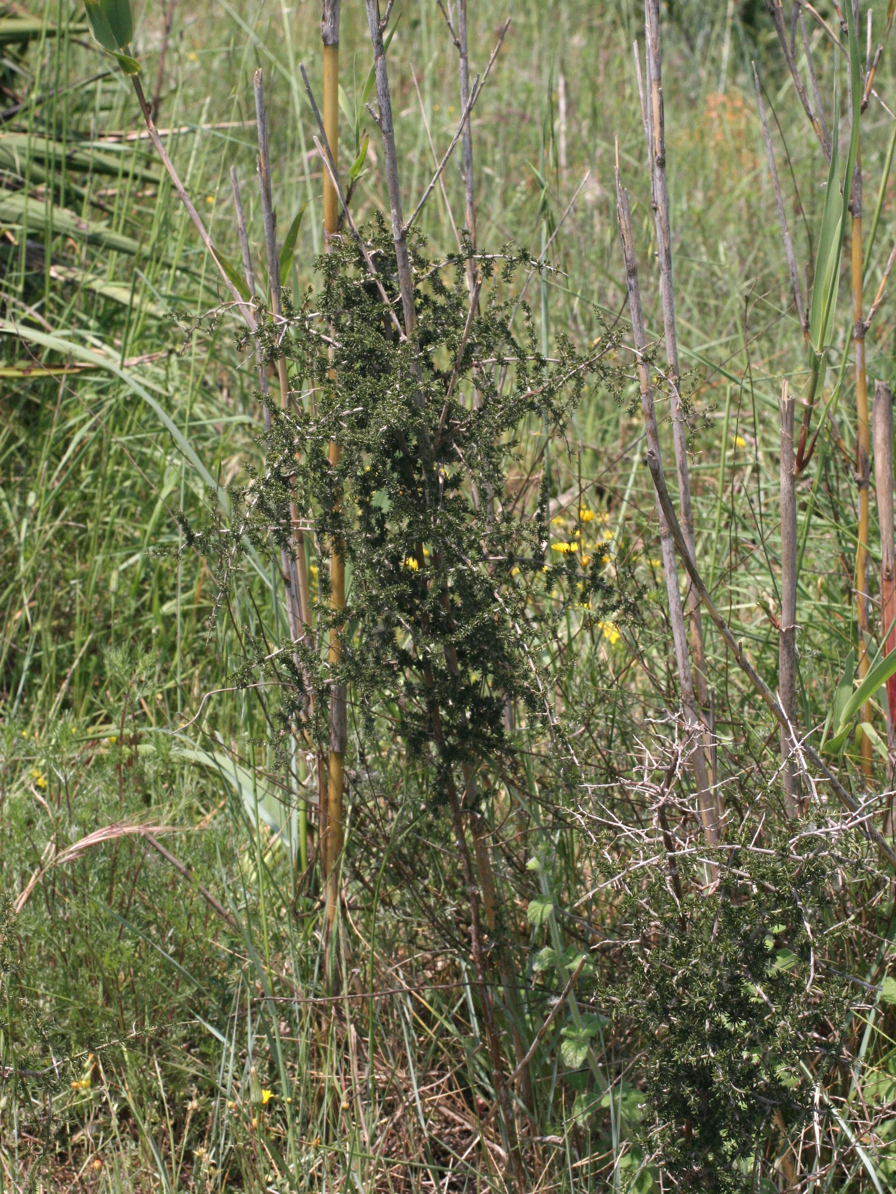 asparagus_acutifolius1md