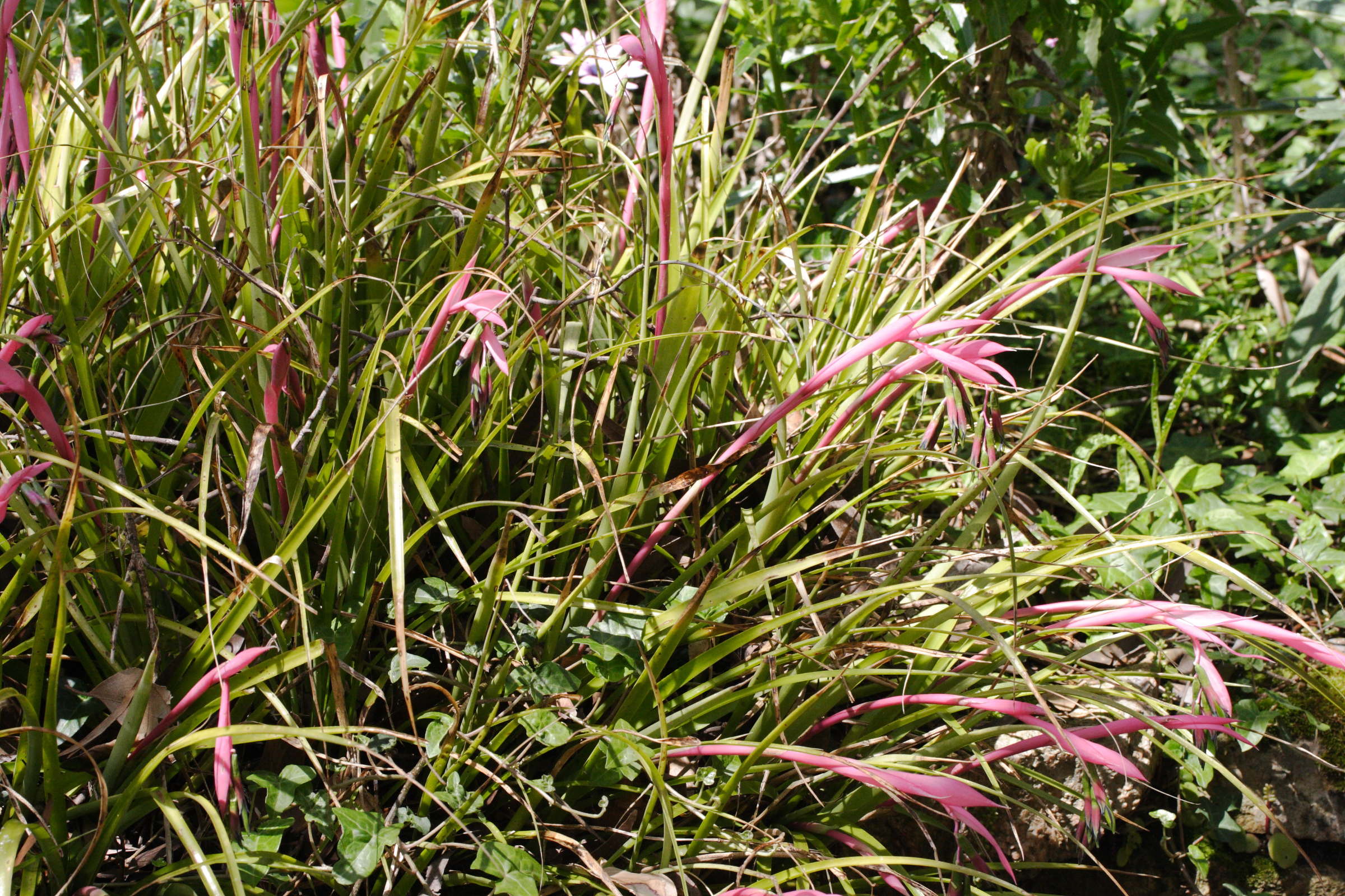 bilbergia_nutans1md