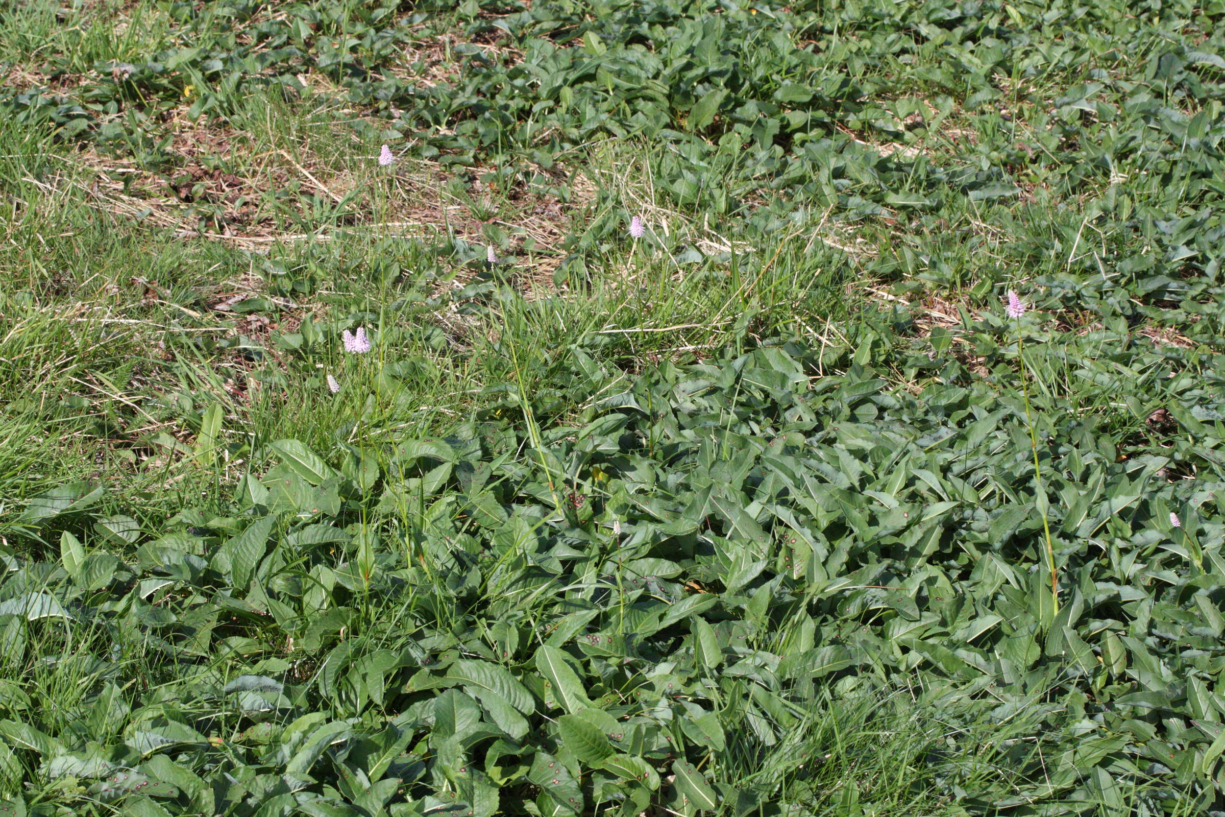 Afficher le média bistorta_officinalis5md bistorta_officinalis5md