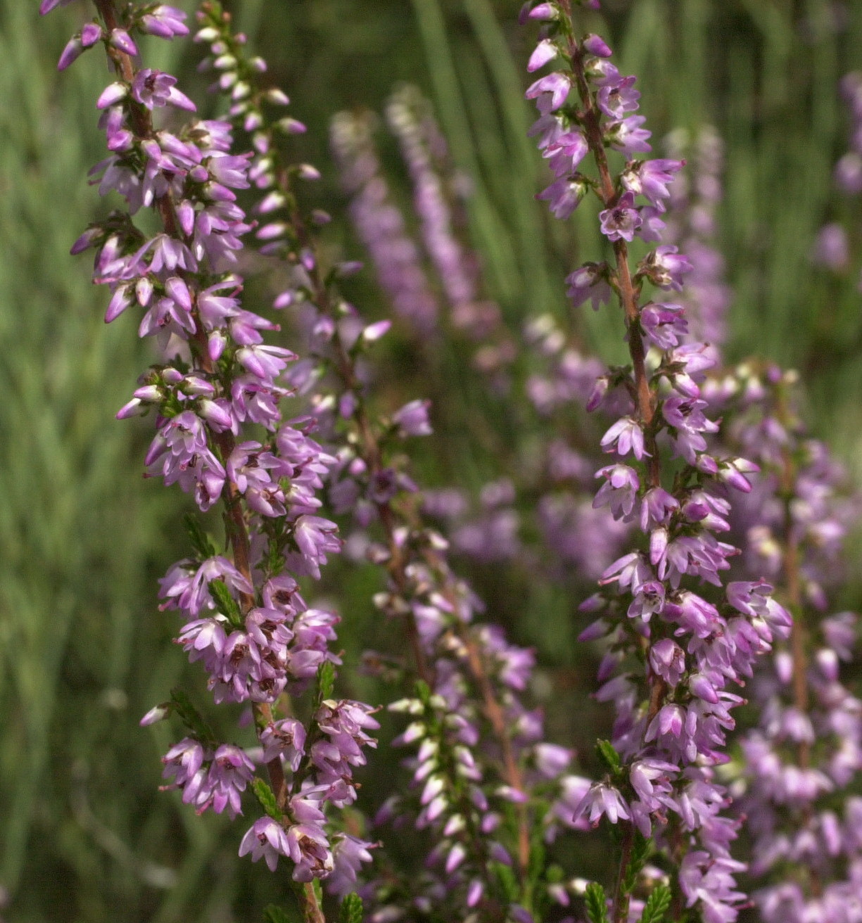 calluna_vulgaris4md