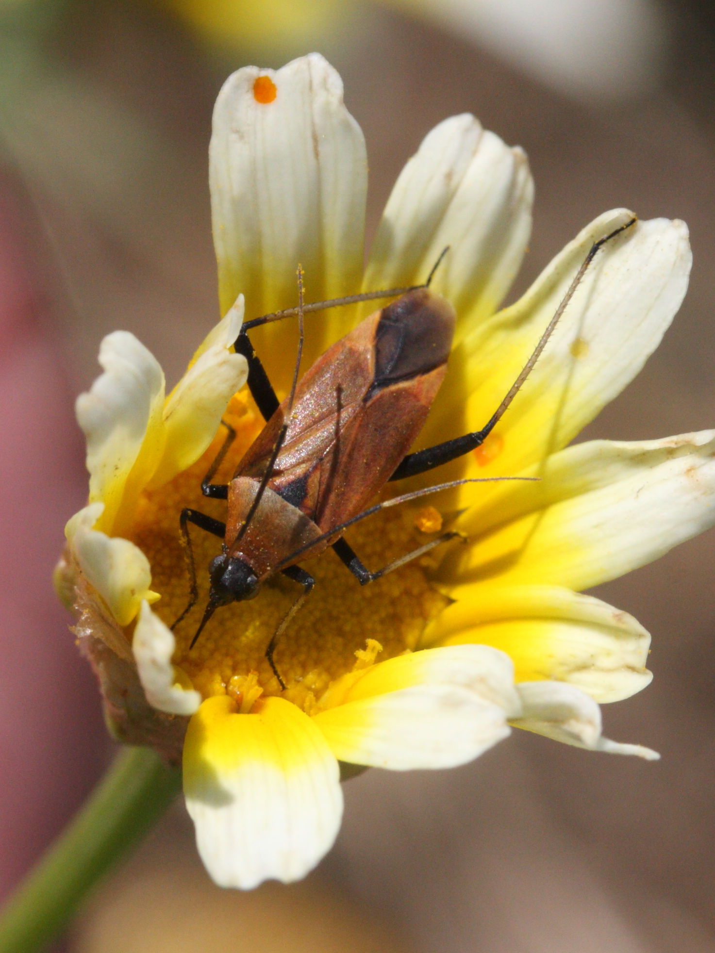 calocoris_nemoralis2md