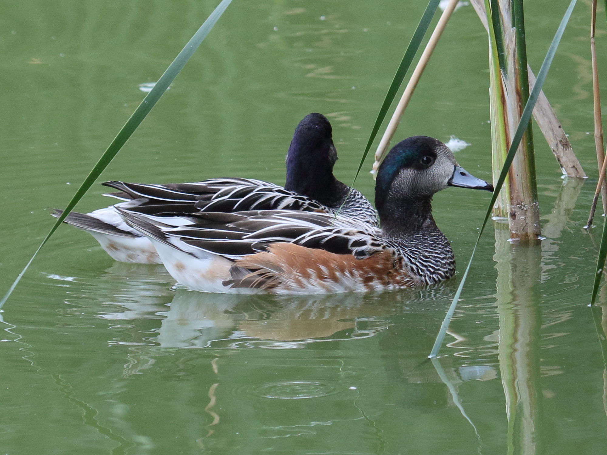 Afficher le média canard_de_chiloe_-_anas_sibilatrix3bd canard_de_chiloe_-_anas_sibilatrix3bd