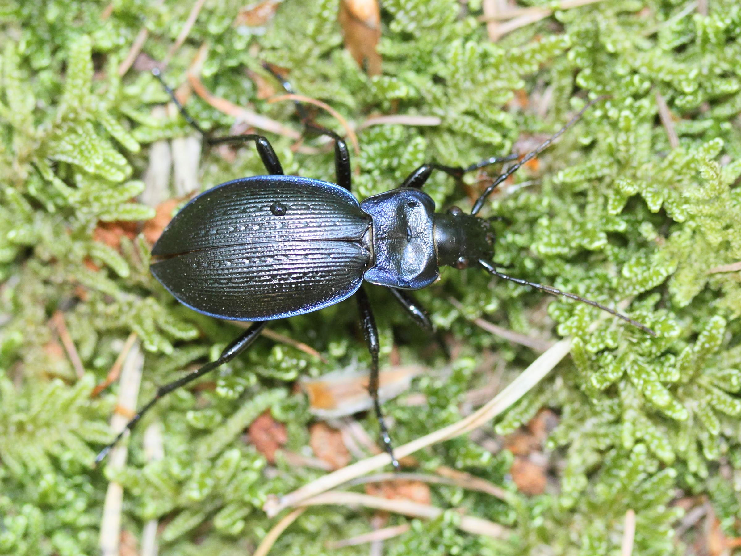 carabus_problematicus4md