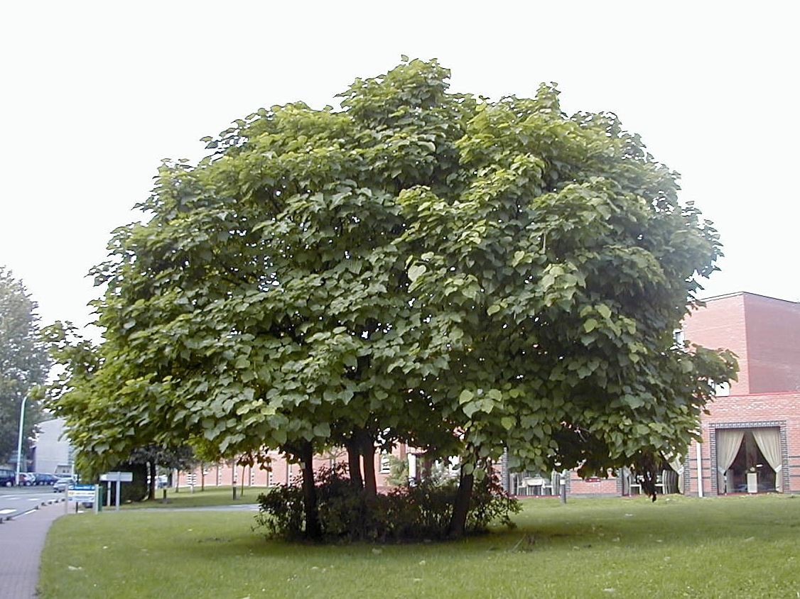 catalpa_bignonioides1md