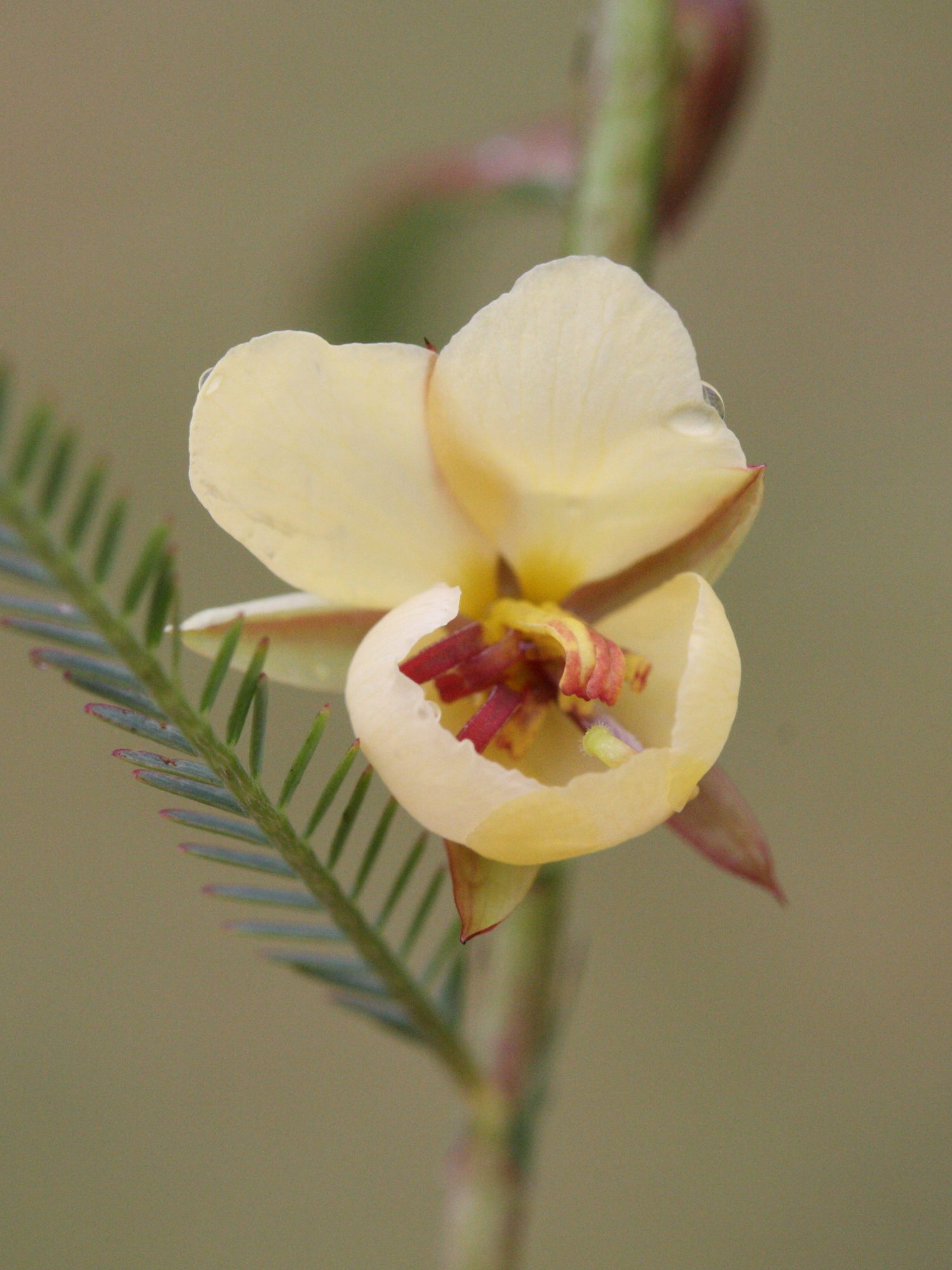 chamaecrista_mimosoides3md