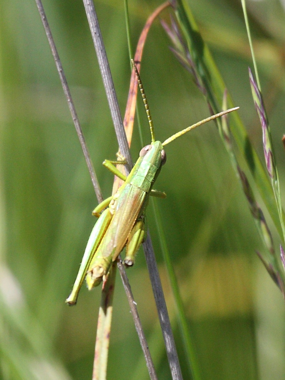 chrysochraon_dispar4bd